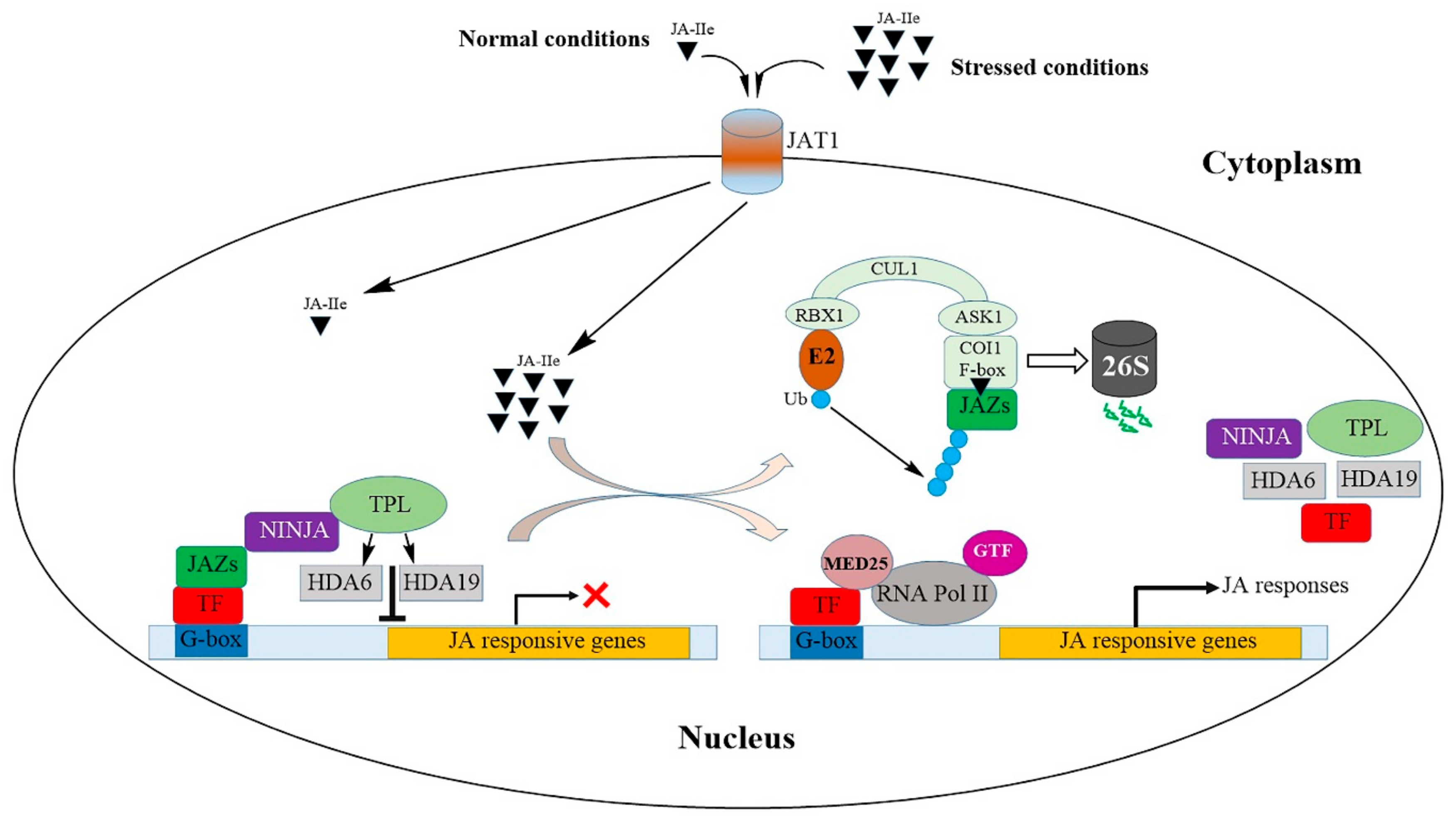 IJMS Free FullText Jasmonic Acid Signaling Pathway in Response to