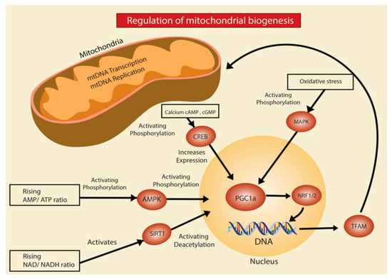 Ijms Free Full Text Mitochondrial Quality Control In Age Related Pulmonary Fibrosis Html