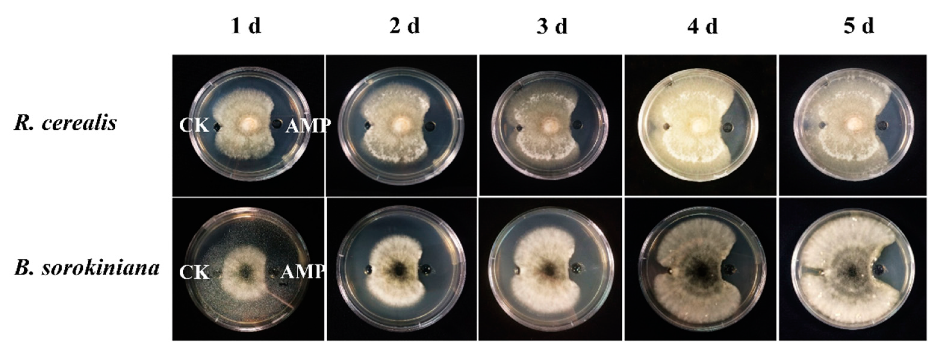 Ijms 21 00647 g002 Ijms 21 00647 g002