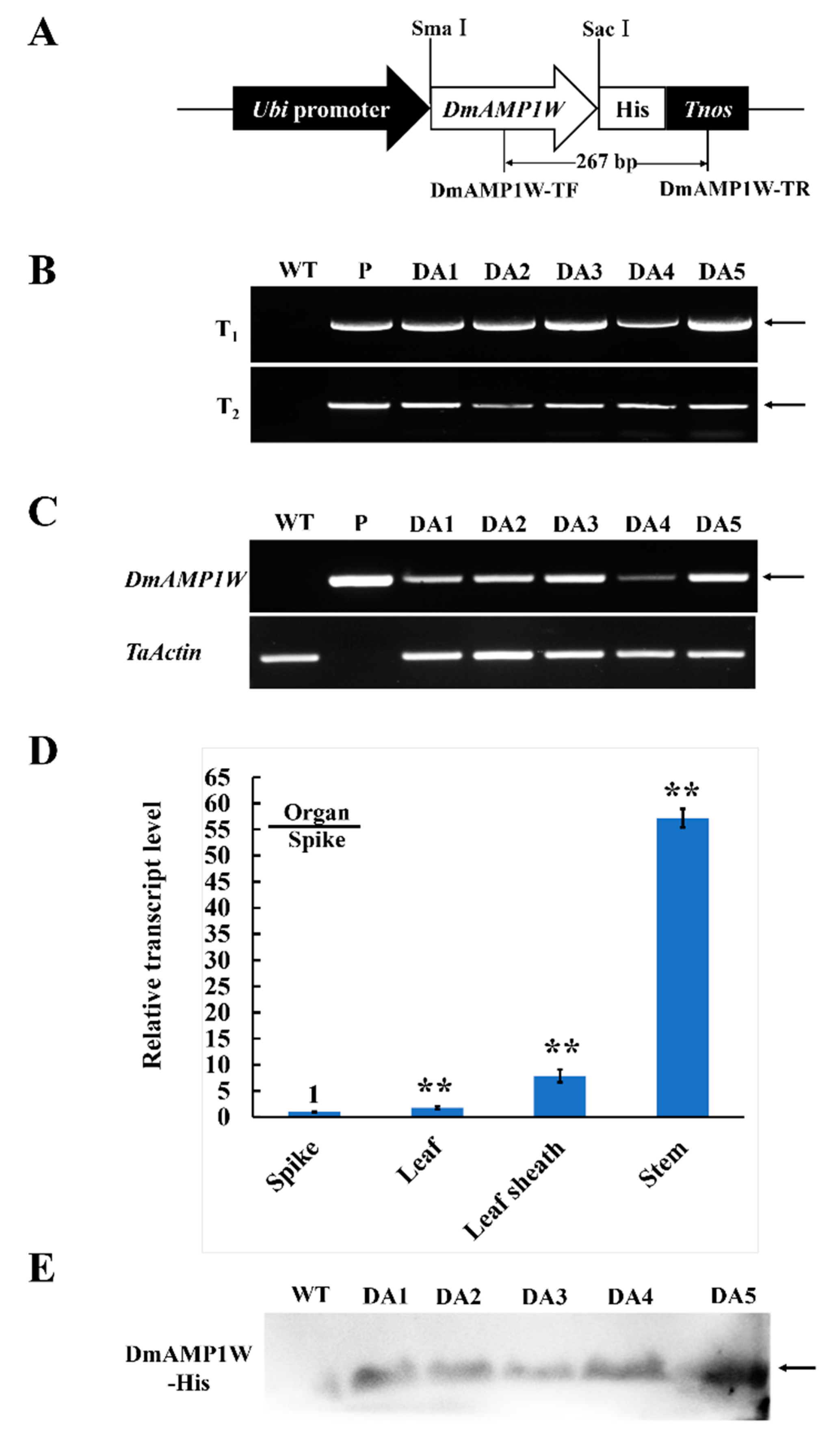 Ijms Free Full Text Ecotopic Expression Of The Antimicrobial Peptide Dmamp1w Improves Resistance Of Transgenic Wheat To Two Diseases Sharp Eyespot And Common Root Rot Html
