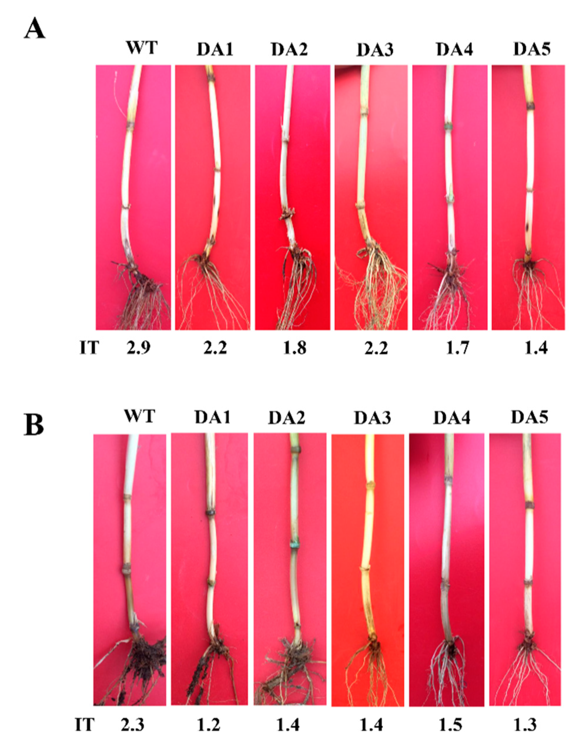 Ijms 21 00647 g004 Ijms 21 00647 g004