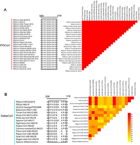 Identification of a Novel Linear B-Cell Epitope on the Nucleocapsid ...