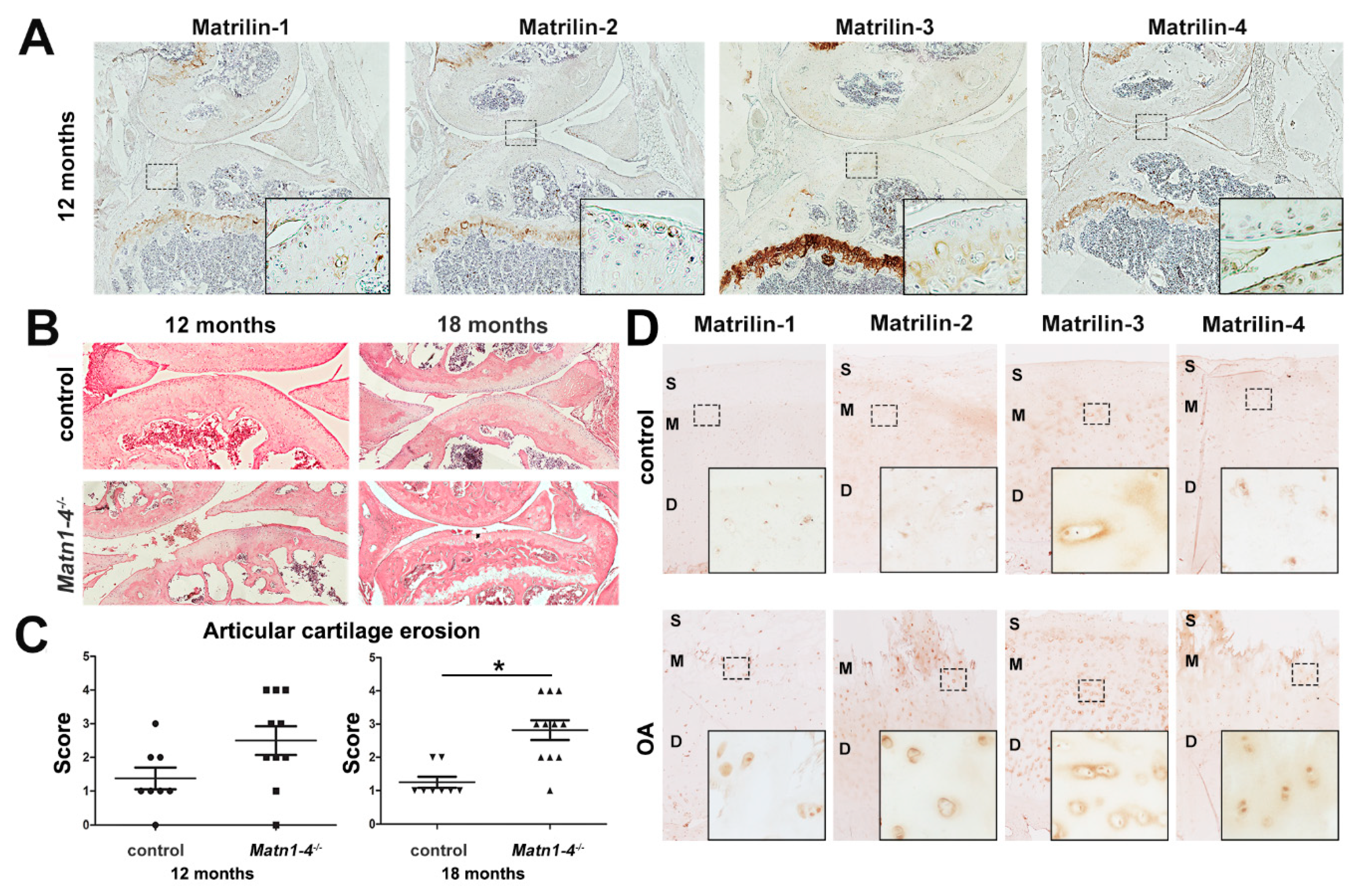 Ijms 21 00666 g007 Ijms 21 00666 g007