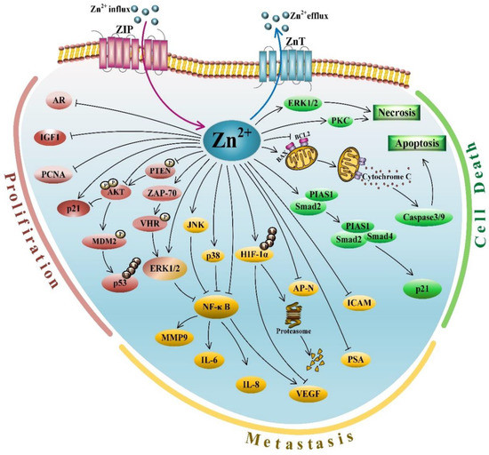 zinc and prostate cancer 2020 adenom de la prostate