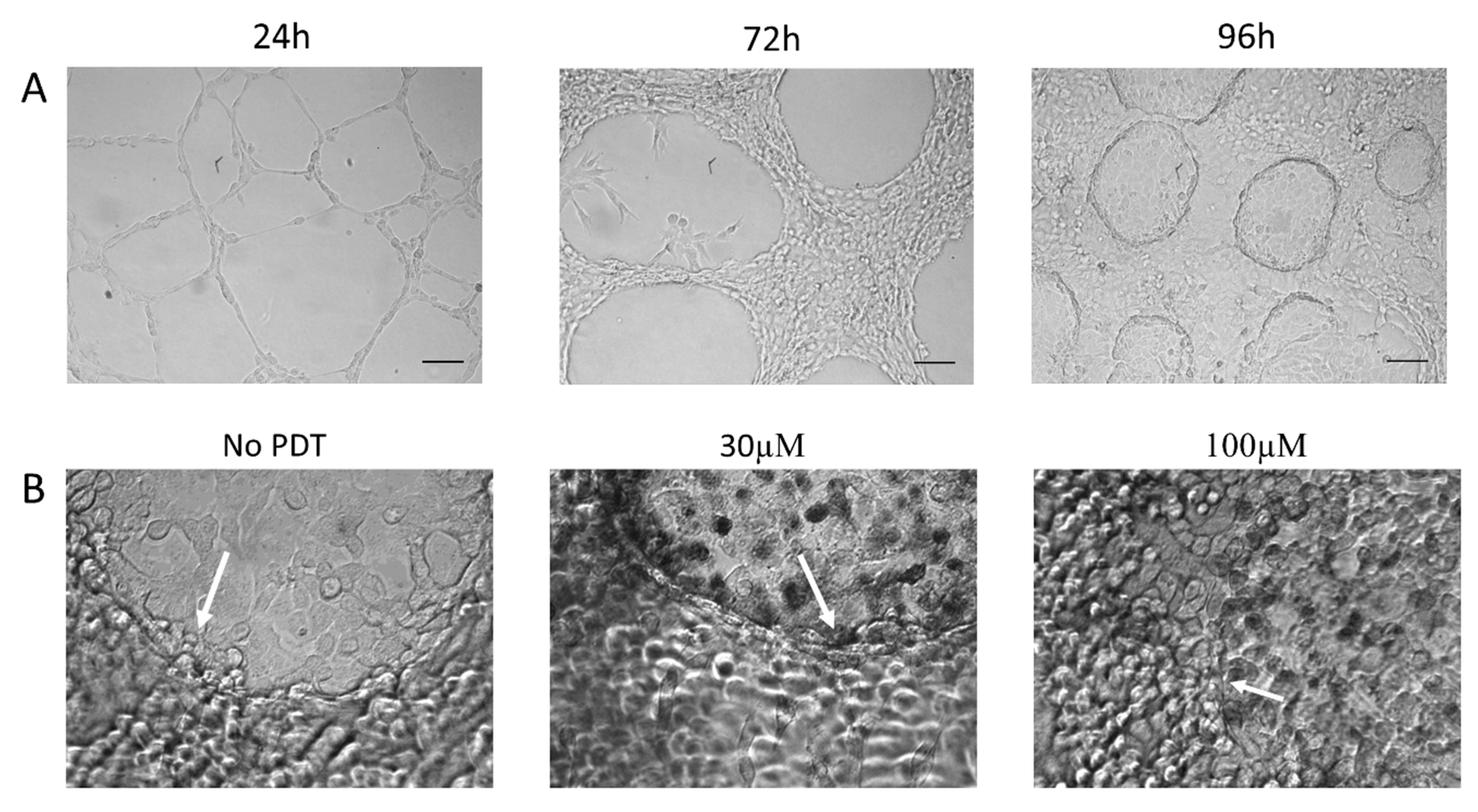 Ijms 21 00669 g004 Ijms 21 00669 g004