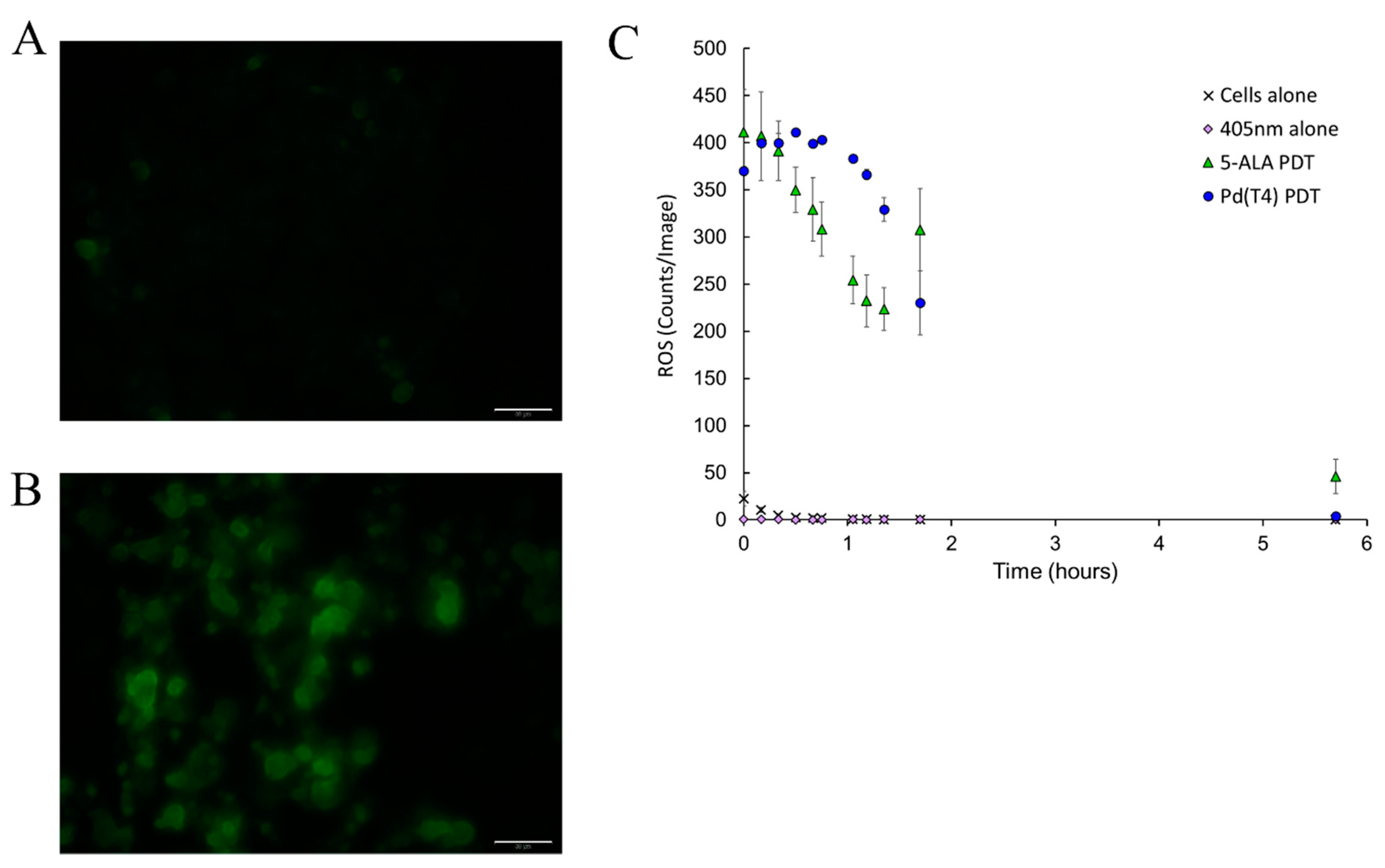 Ijms 21 00669 g005 Ijms 21 00669 g005