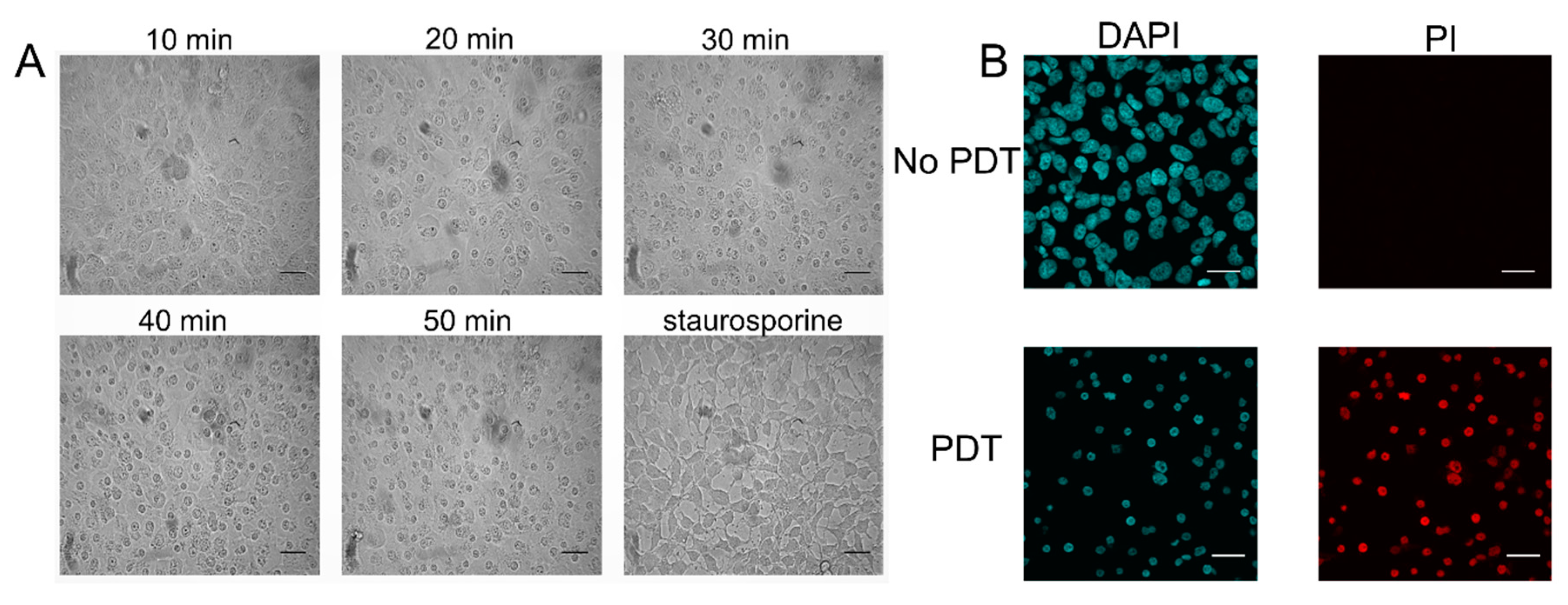 Ijms 21 00669 g007 Ijms 21 00669 g007