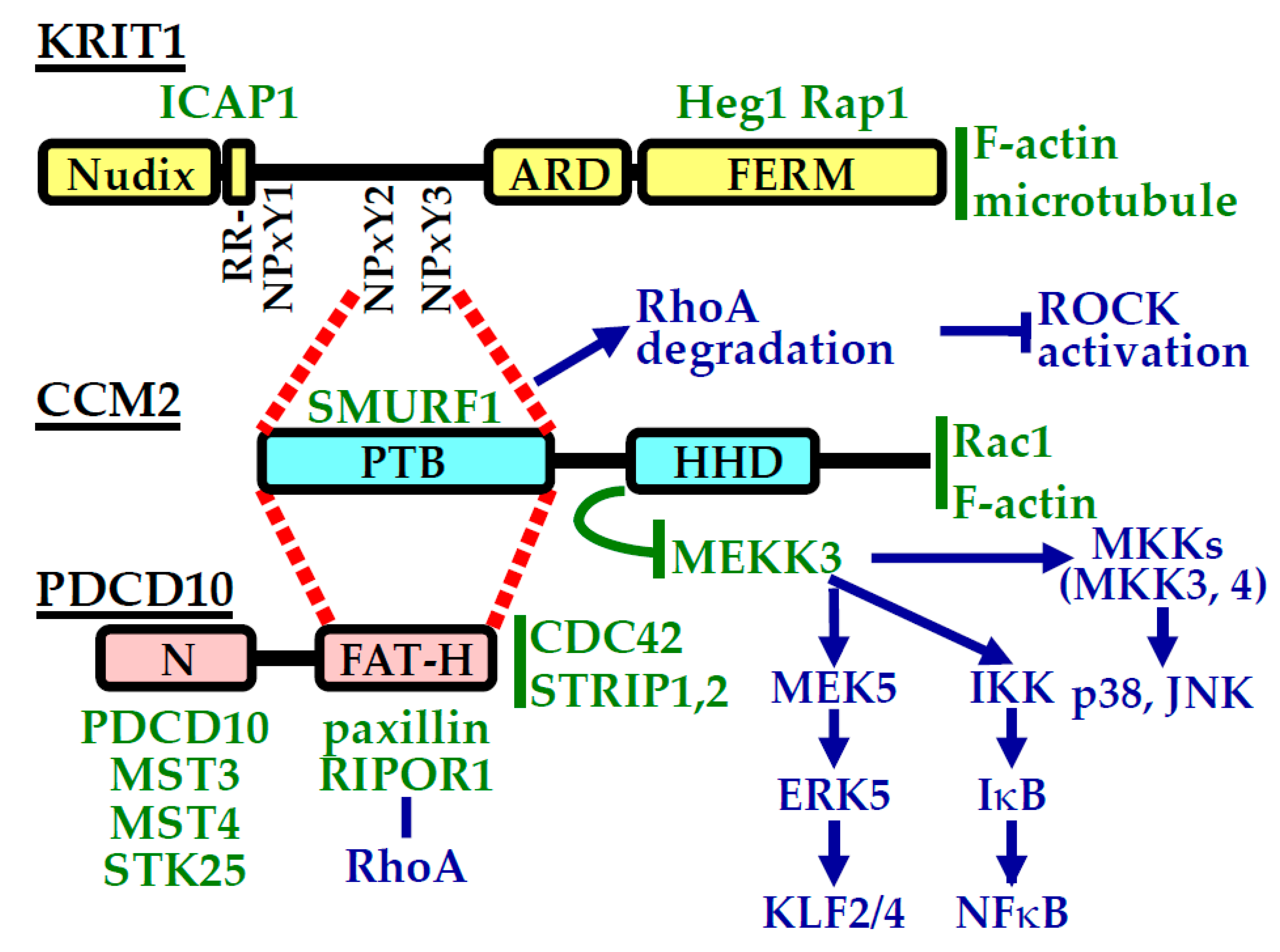 Ijms 21 00675 g003 Ijms 21 00675 g003