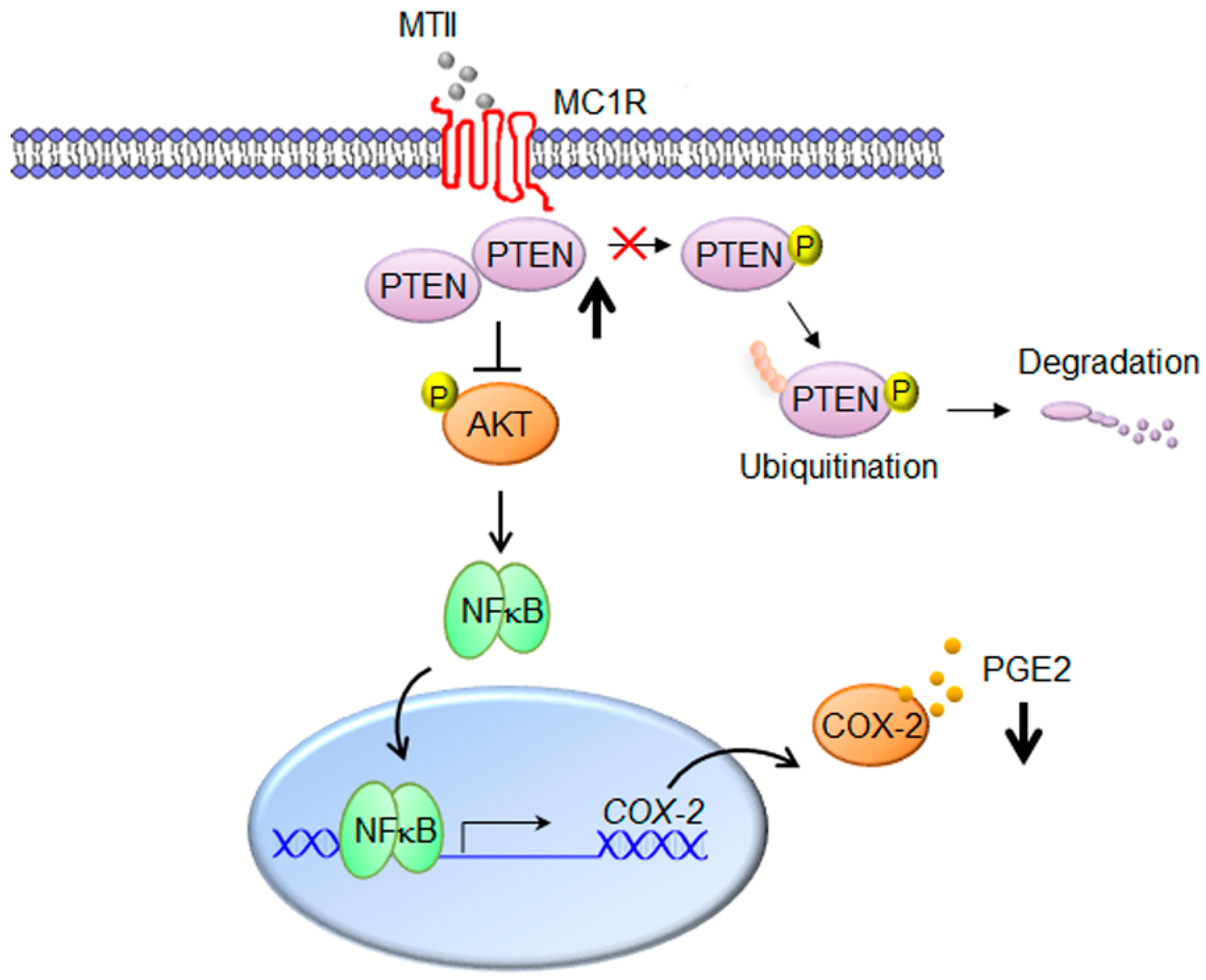Ijms 21 00681 g006 Ijms 21 00681 g006