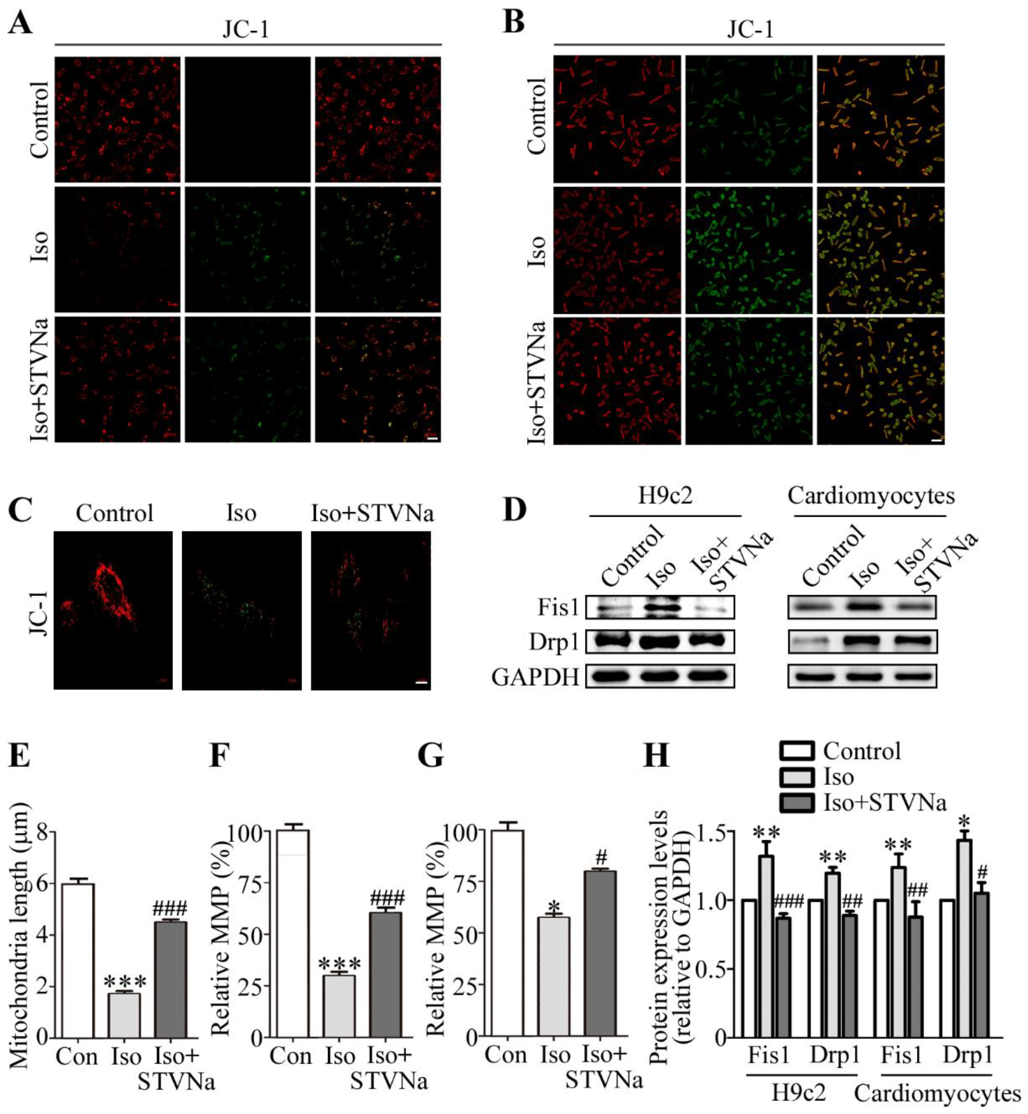 Ijms 21 00682 g003 Ijms 21 00682 g003