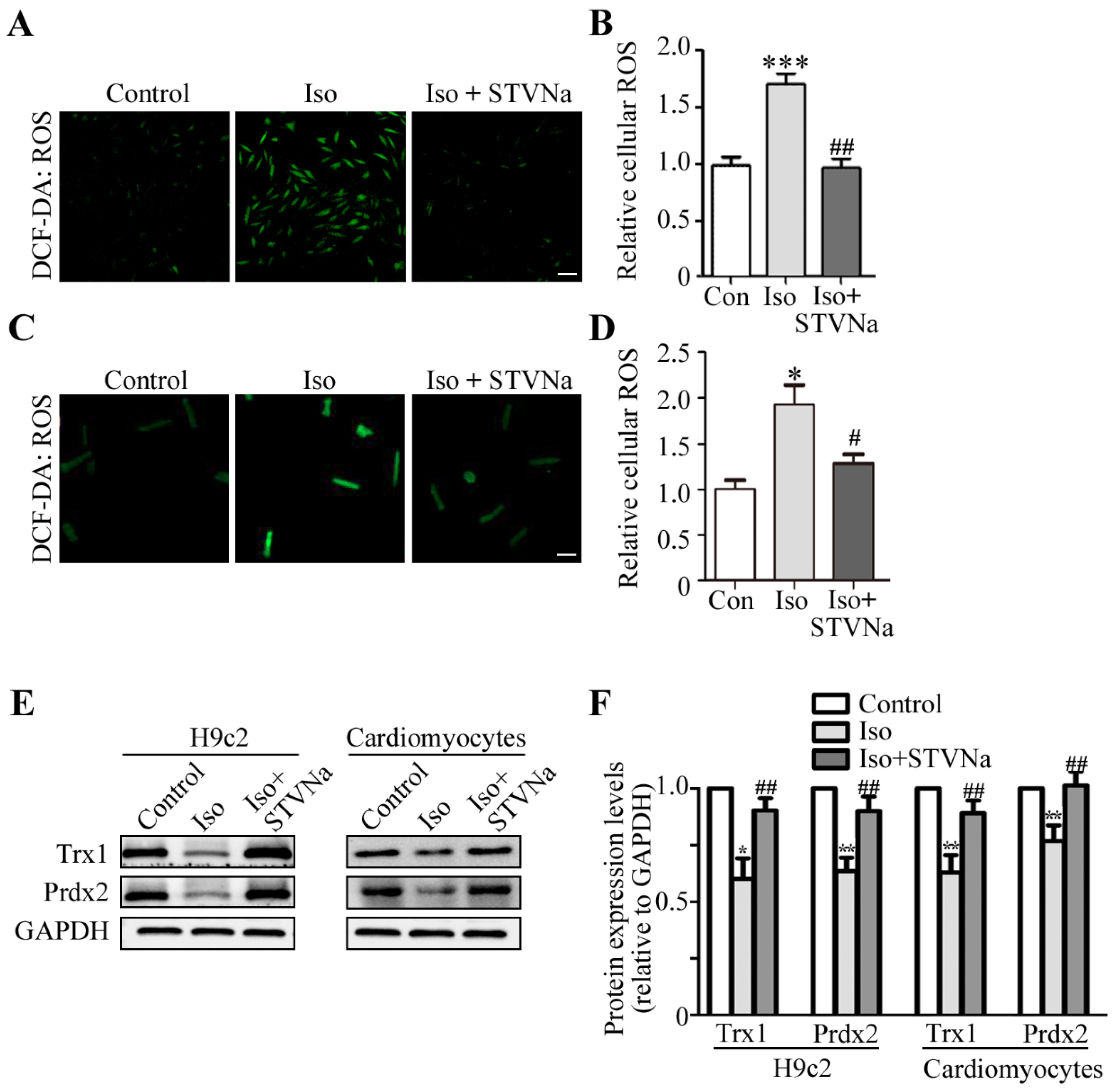 Ijms 21 00682 g004 Ijms 21 00682 g004