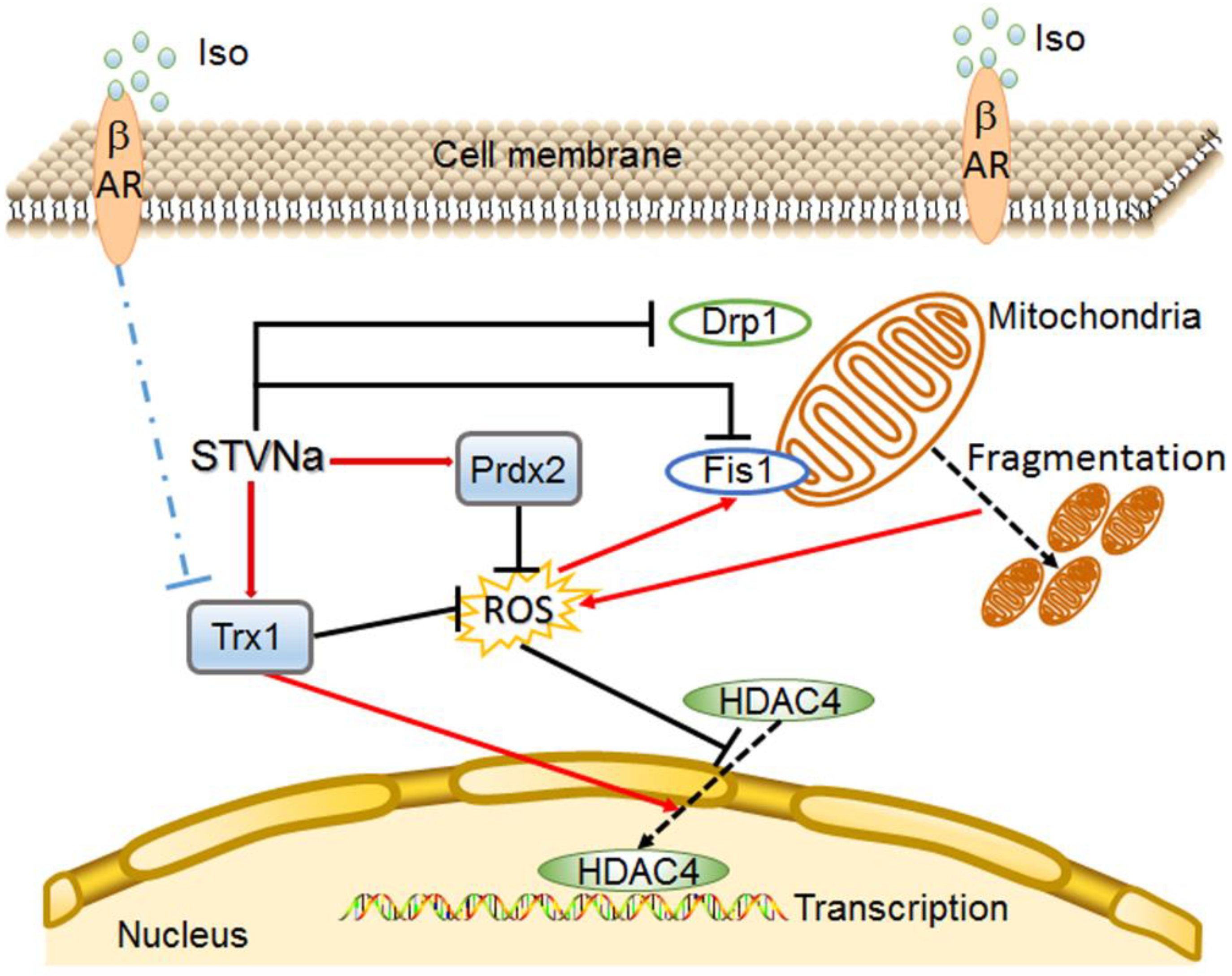 Ijms 21 00682 g006 Ijms 21 00682 g006