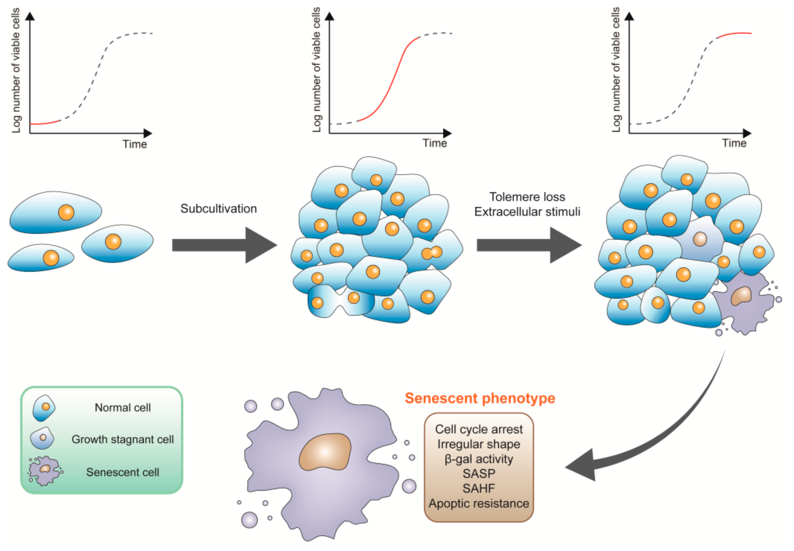 Natural Polyphenols Targeting Senescence: A ... Biology Diagrams