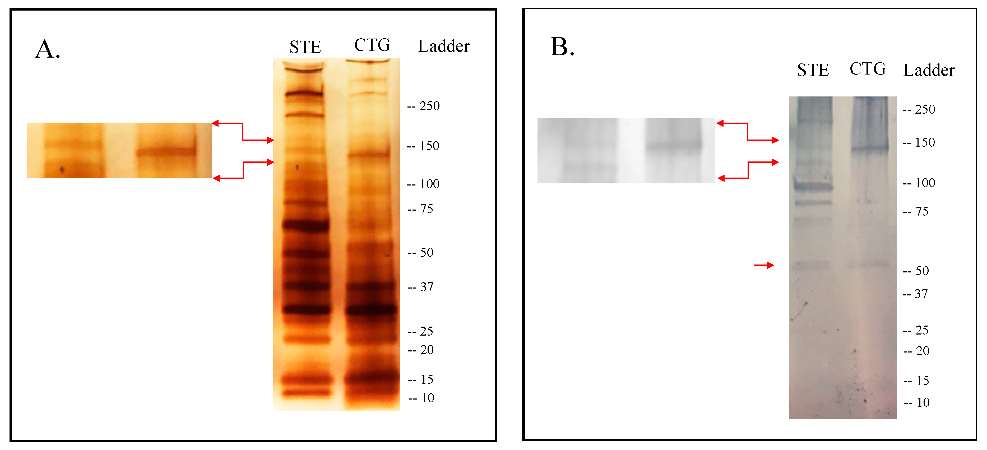 Ijms 21 00691 g001 Ijms 21 00691 g001