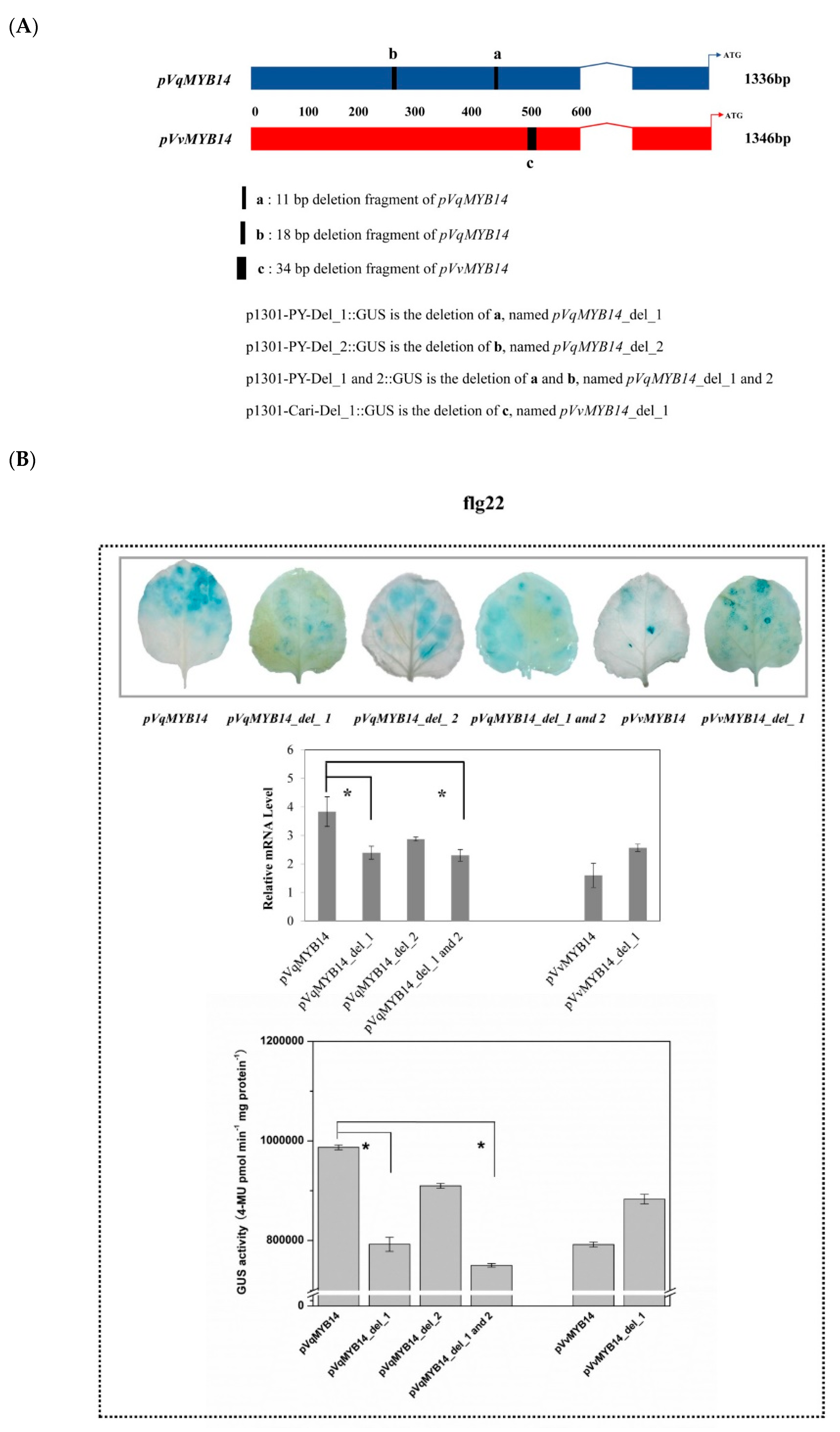 Ijms Free Full Text The Effect Of Transcription Factor Myb14 On Defense Mechanisms In Vitis Quinquangularis Pingyi Html Ijms Free Full Text The Effect Of Transcription Factor Myb14 On Defense Mechanisms In Vitis Quinquangularis Pingyi Html