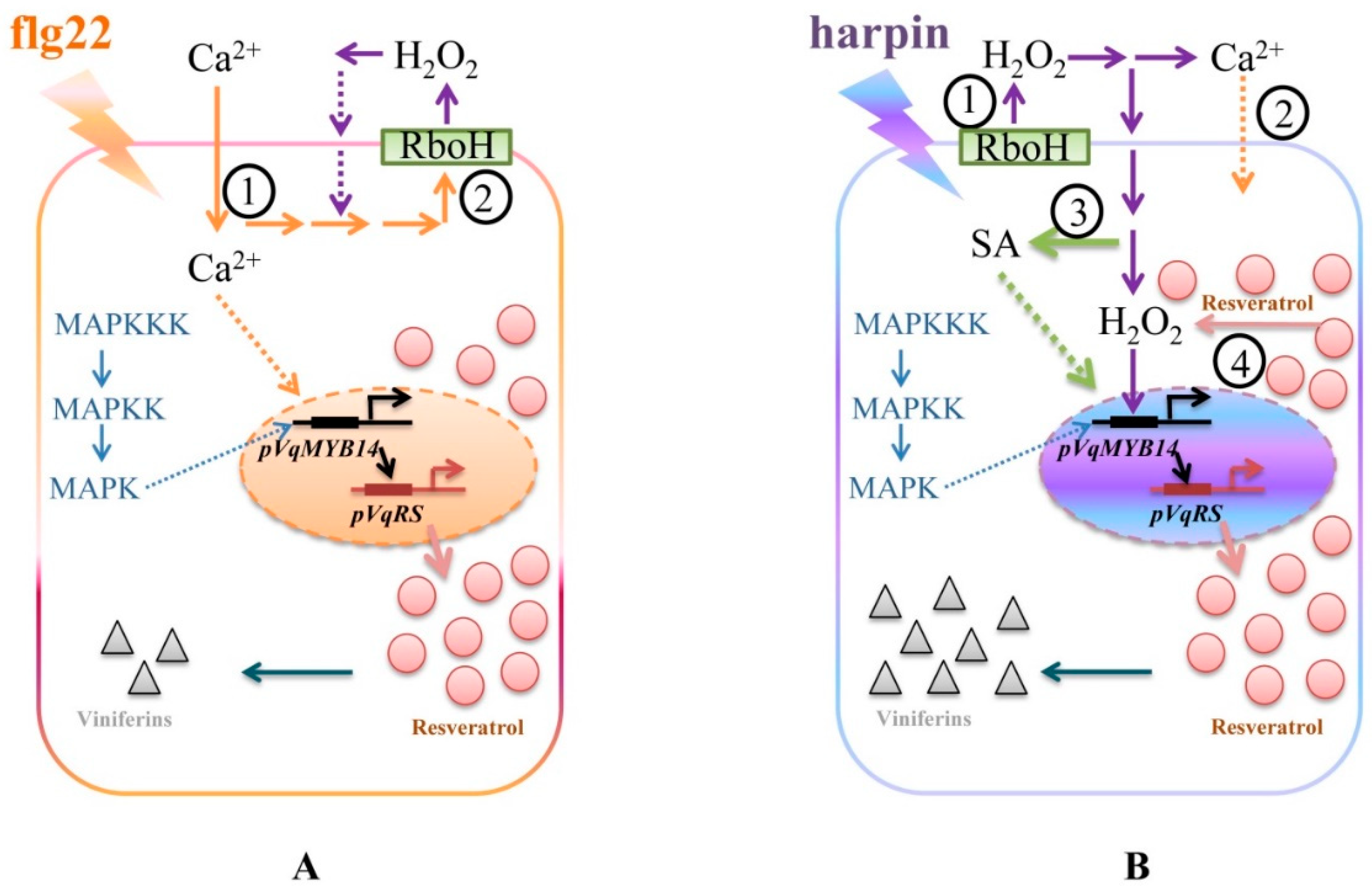 Ijms Free Full Text The Effect Of Transcription Factor Myb14 On Defense Mechanisms In Vitis Quinquangularis Pingyi Html Ijms Free Full Text The Effect Of Transcription Factor Myb14 On Defense Mechanisms In Vitis Quinquangularis Pingyi Html