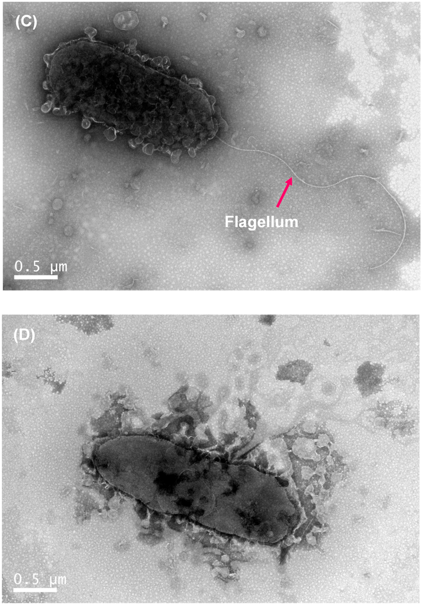 Ijms 21 00710 g003b Ijms 21 00710 g003b