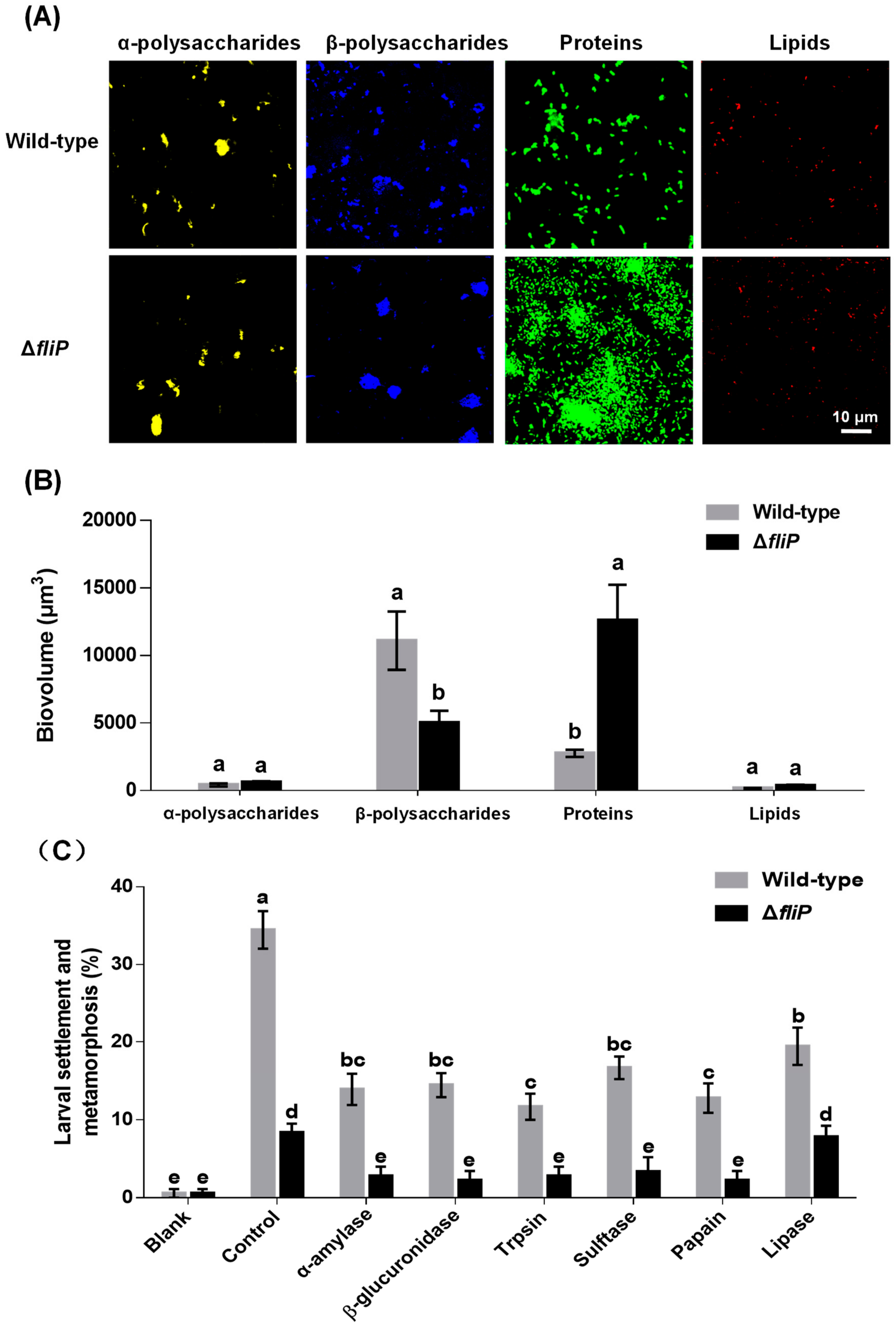Ijms 21 00710 g005 Ijms 21 00710 g005