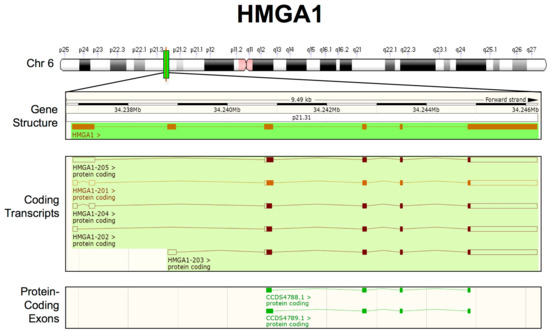 High Mobility Group A (HMGA): Chromatin Nodes Controlled by