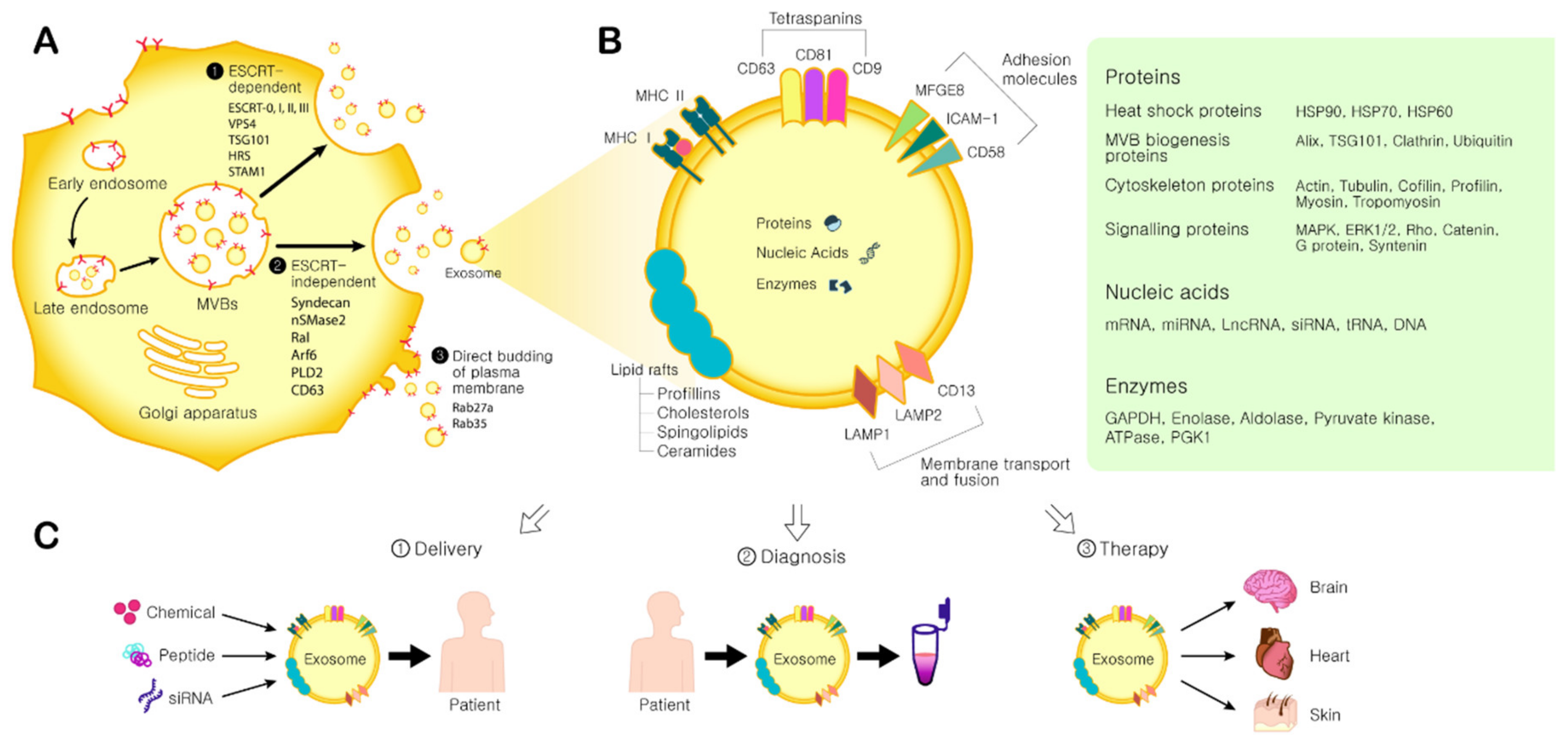 Ijms 21 00727 g001 Ijms 21 00727 g001