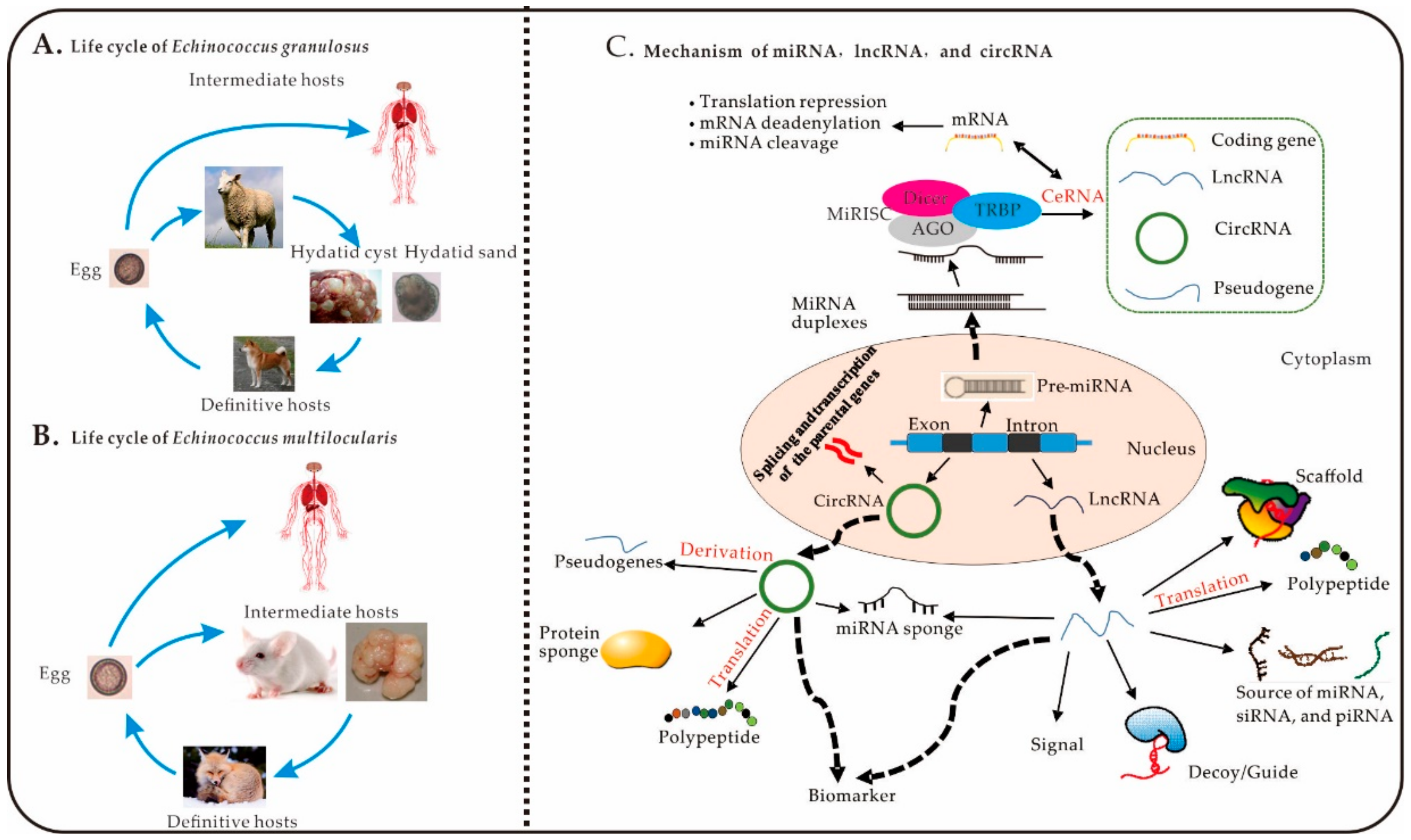 Toxoplazmózis A toxoplazma hatása a férfiakra