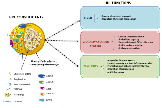 Ijms Free Full Text Advances In Hdl Much More Than Lipid Transporters Html