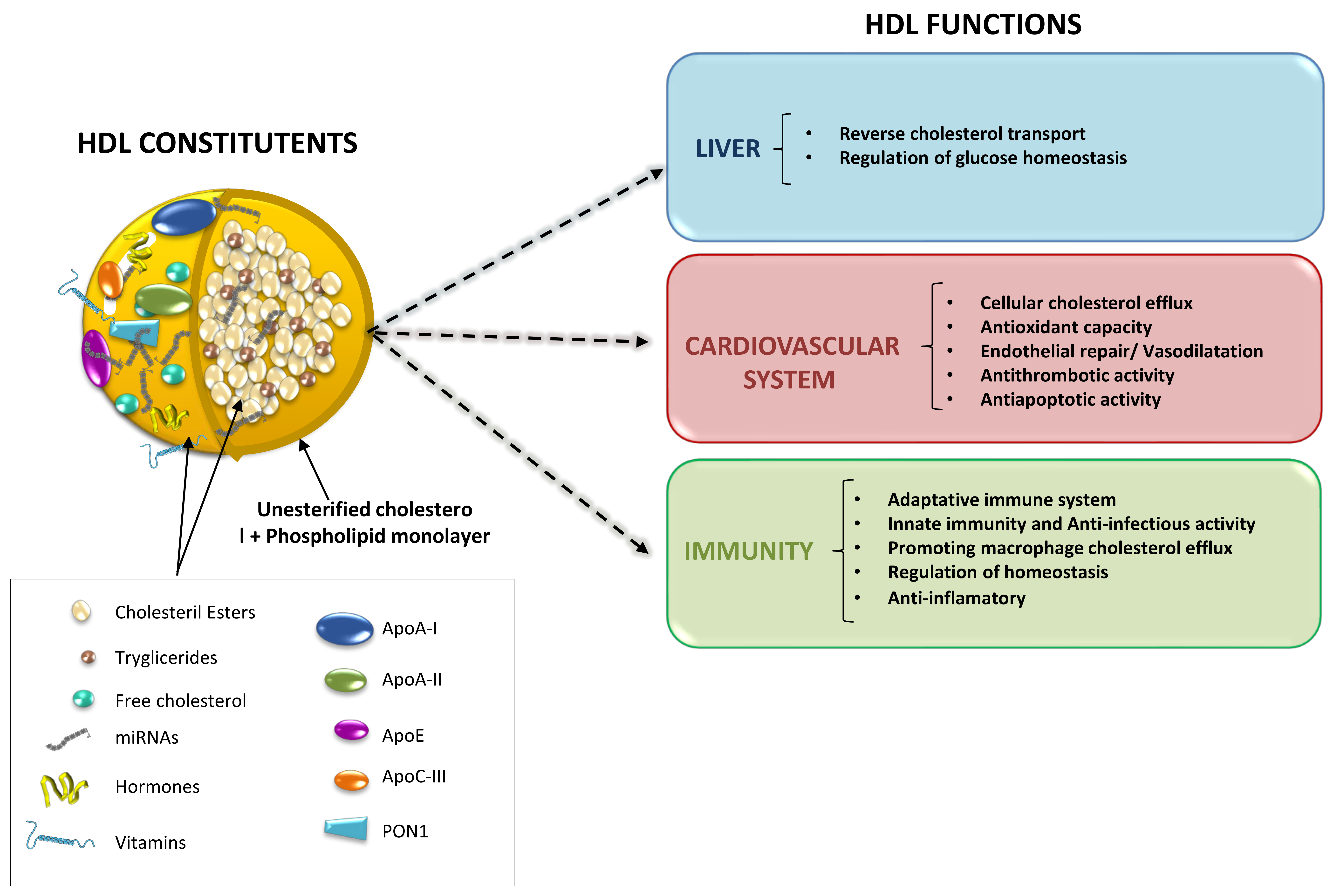 Ijms Free Full Text Advances In Hdl Much More Than Lipid Transporters Html