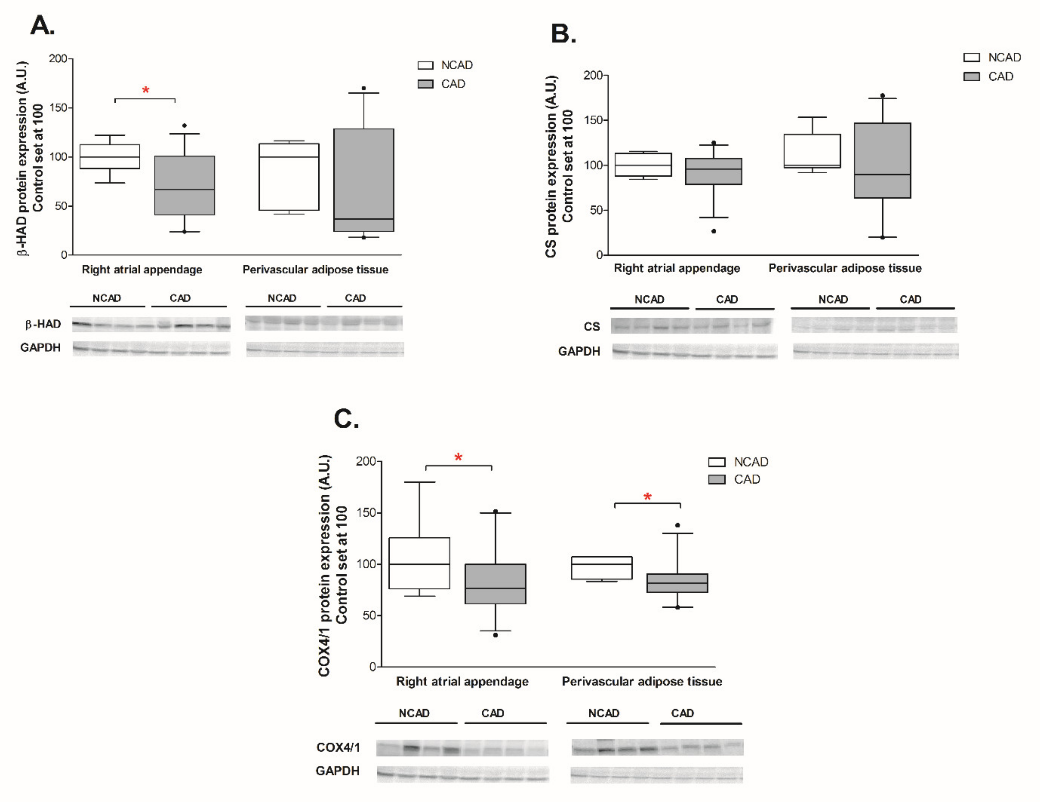 Ijms 21 00737 g004 Ijms 21 00737 g004