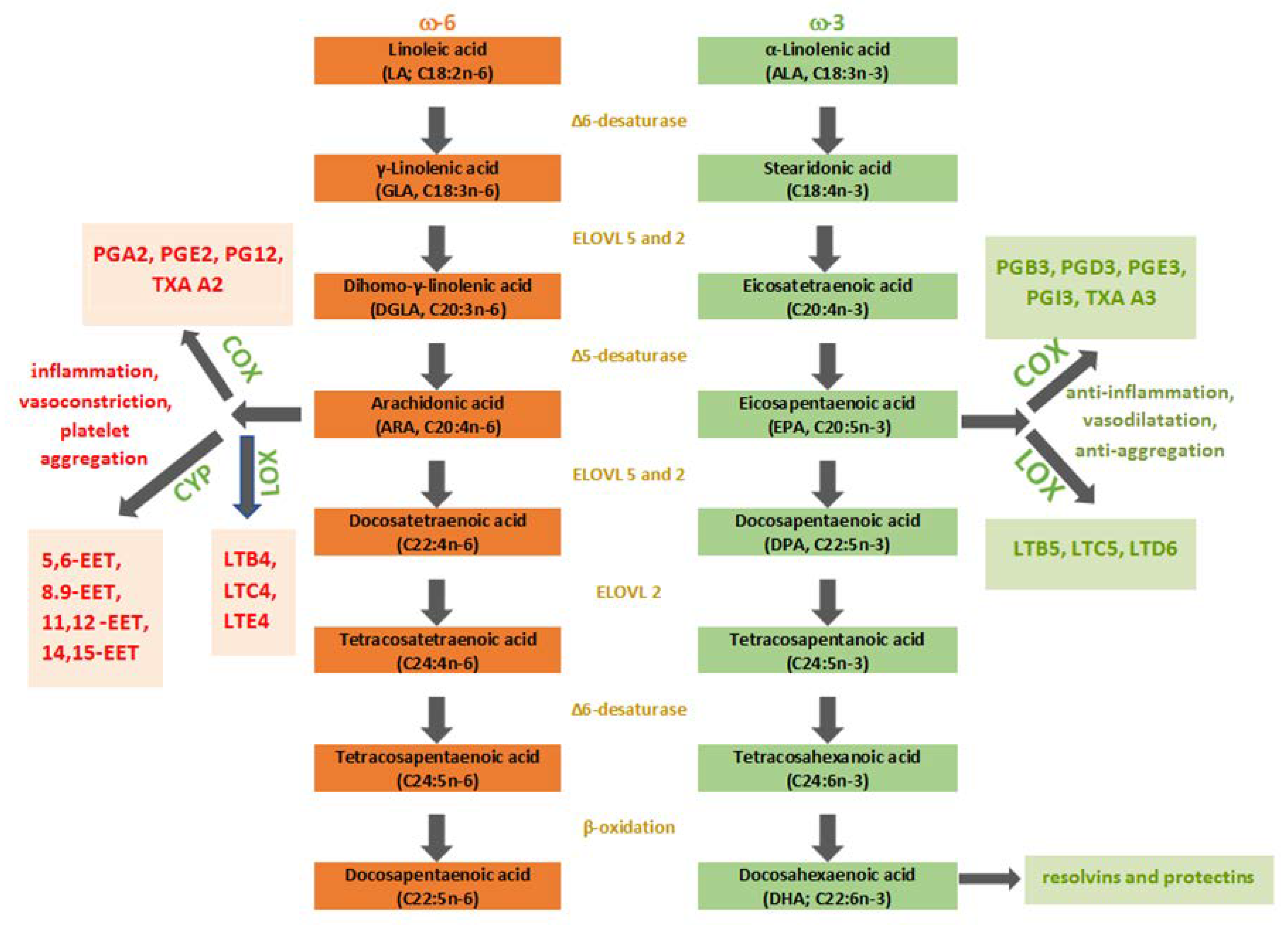 IJMS | Free Full-Text Omega-3 Versus Omega-6 Polyunsaturated Fatty Acids in the Prevention and Treatment of Inflammatory Skin | HTML