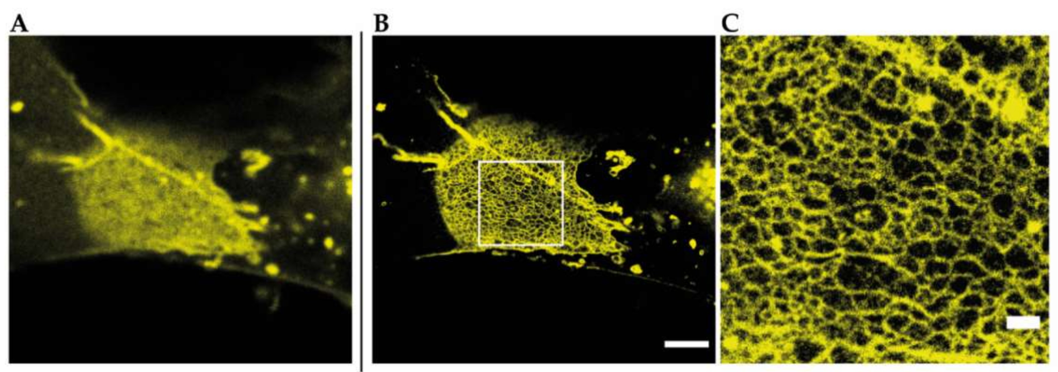 Ijms 21 00744 g004 Ijms 21 00744 g004