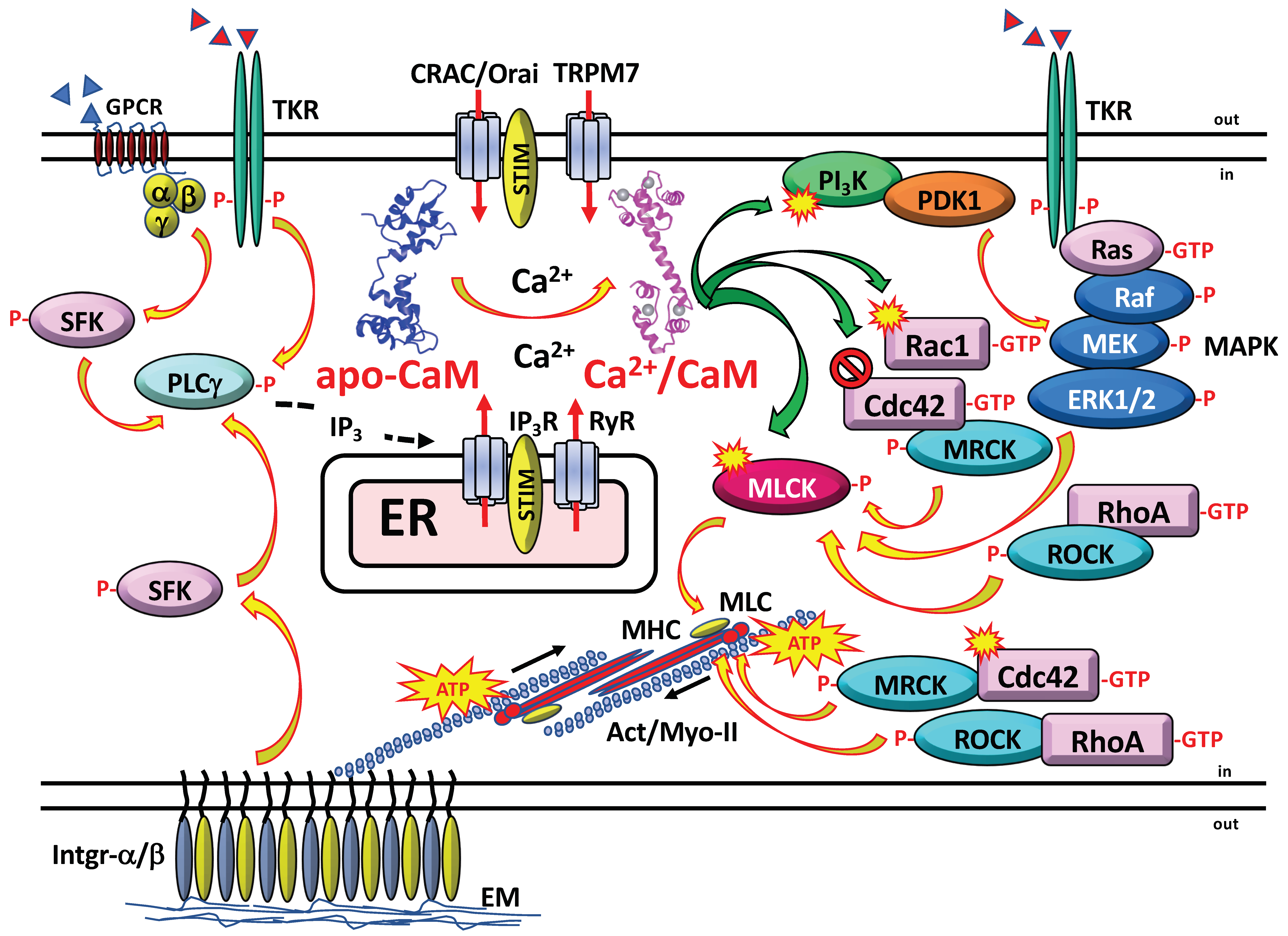 Ijms Free Full Text The Role Of Calmodulin In Tumor Cell Migration Invasiveness And Metastasis Html