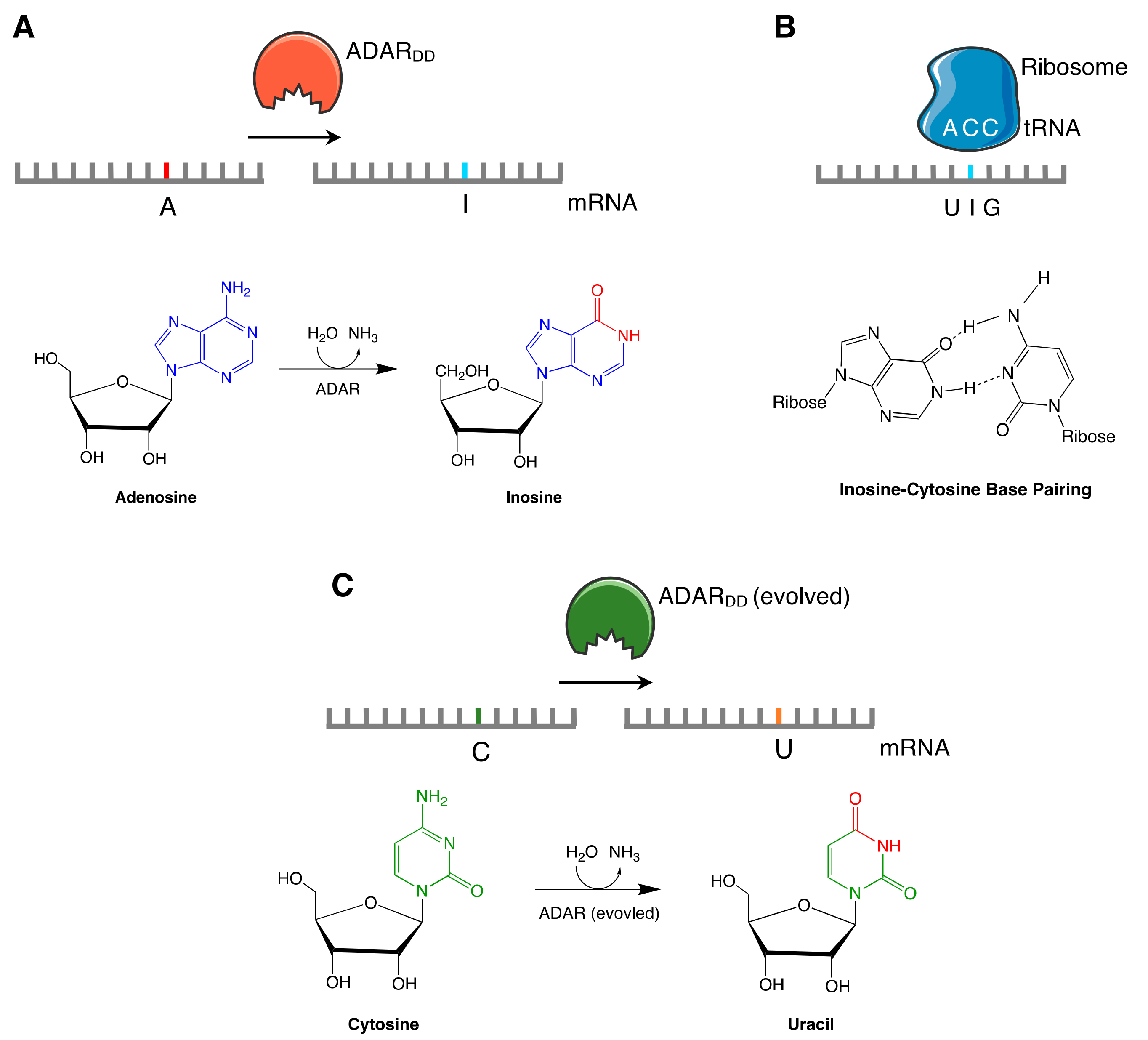 Ijms 21 00777 g002 Ijms 21 00777 g002