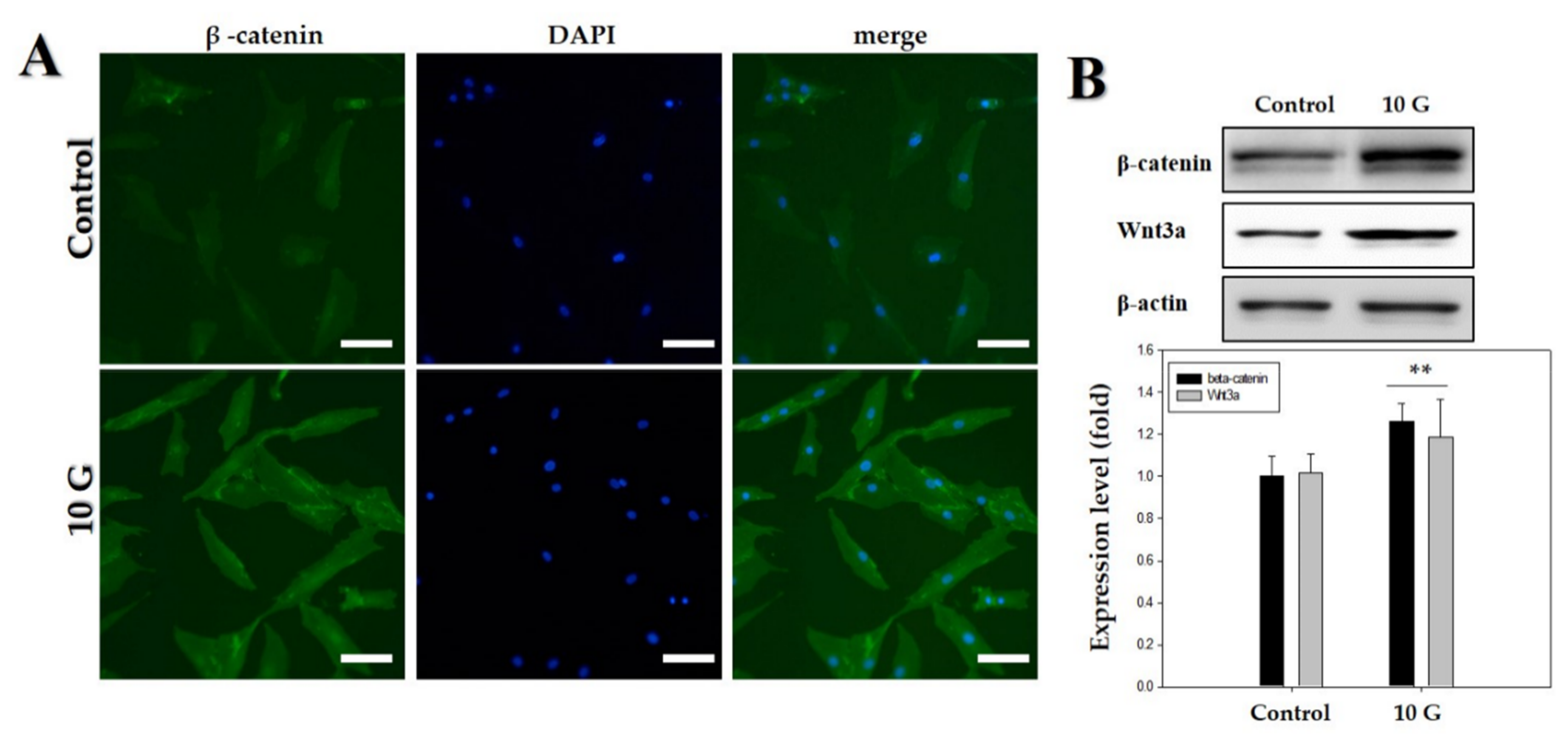 Ijms 21 00784 g004 Ijms 21 00784 g004