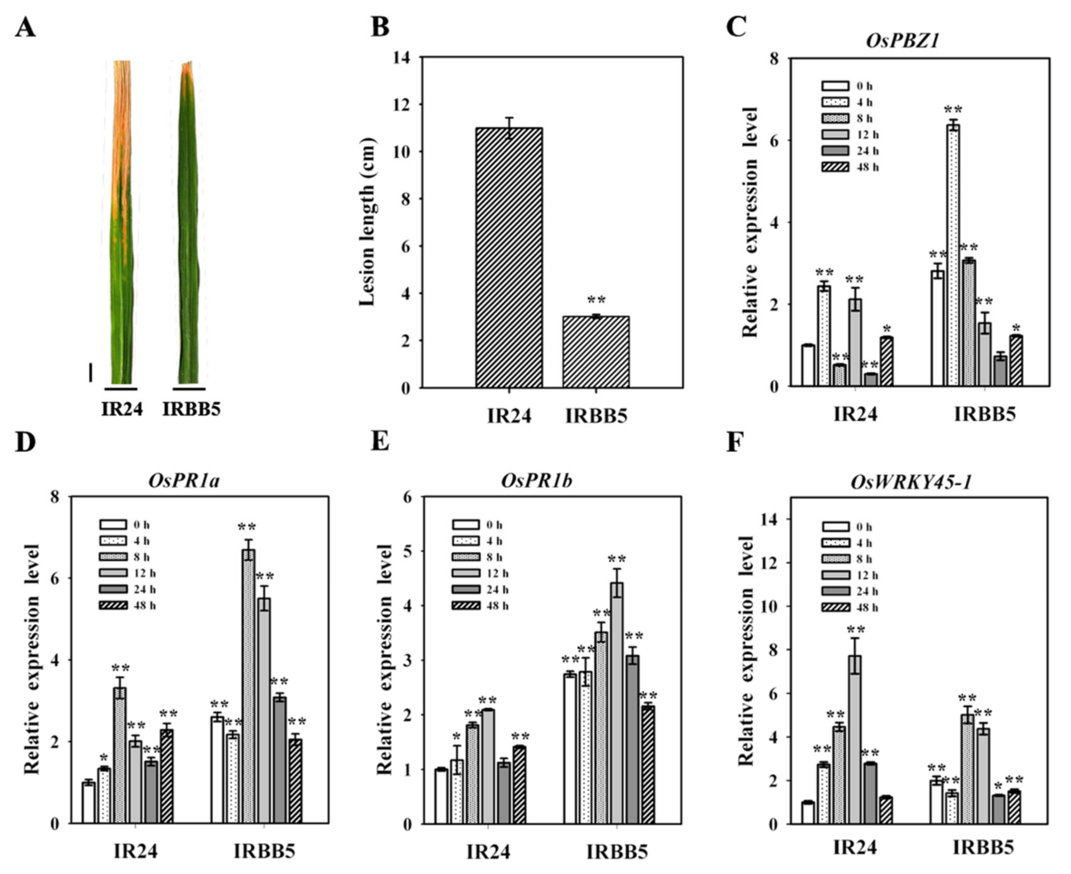 Ijms Free Full Text Characteristic Dissection Of Xanthomonas Oryzae Pv Oryzae Responsive Micrornas In Rice Html Ijms Free Full Text Characteristic Dissection Of Xanthomonas Oryzae Pv Oryzae Responsive Micrornas In Rice Html