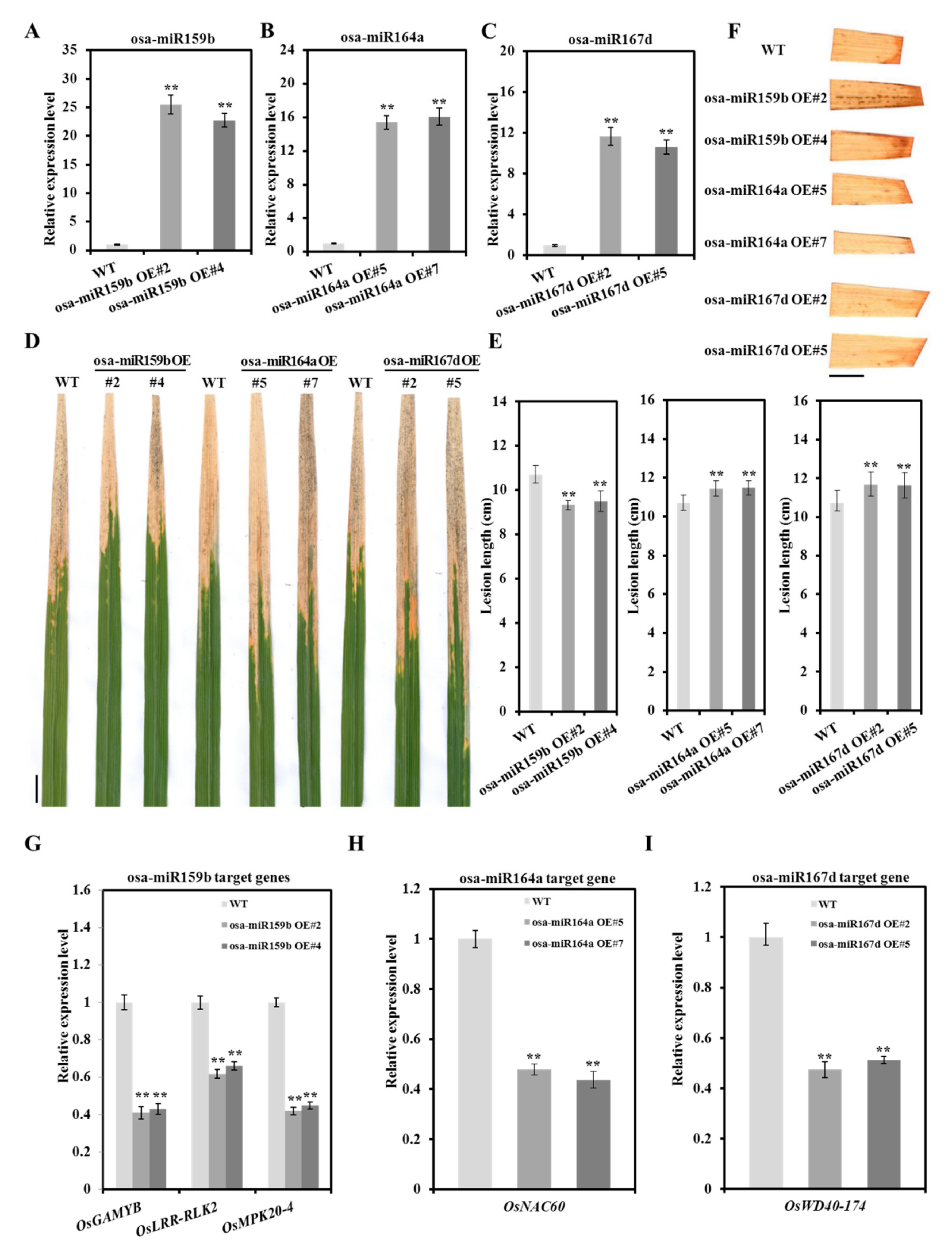 Ijms 21 00785 g007 Ijms 21 00785 g007