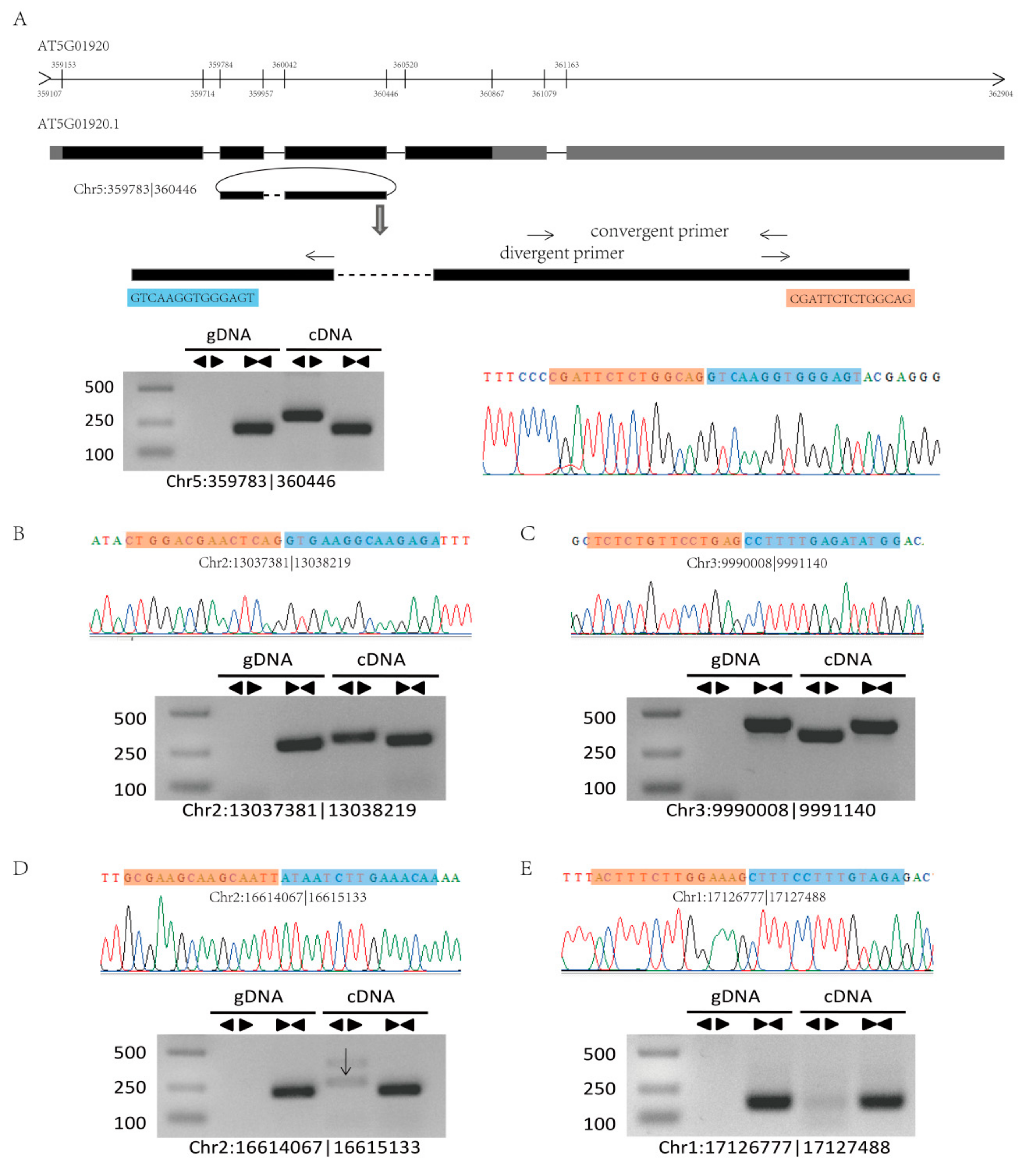 Ijms 21 00792 g004 Ijms 21 00792 g004