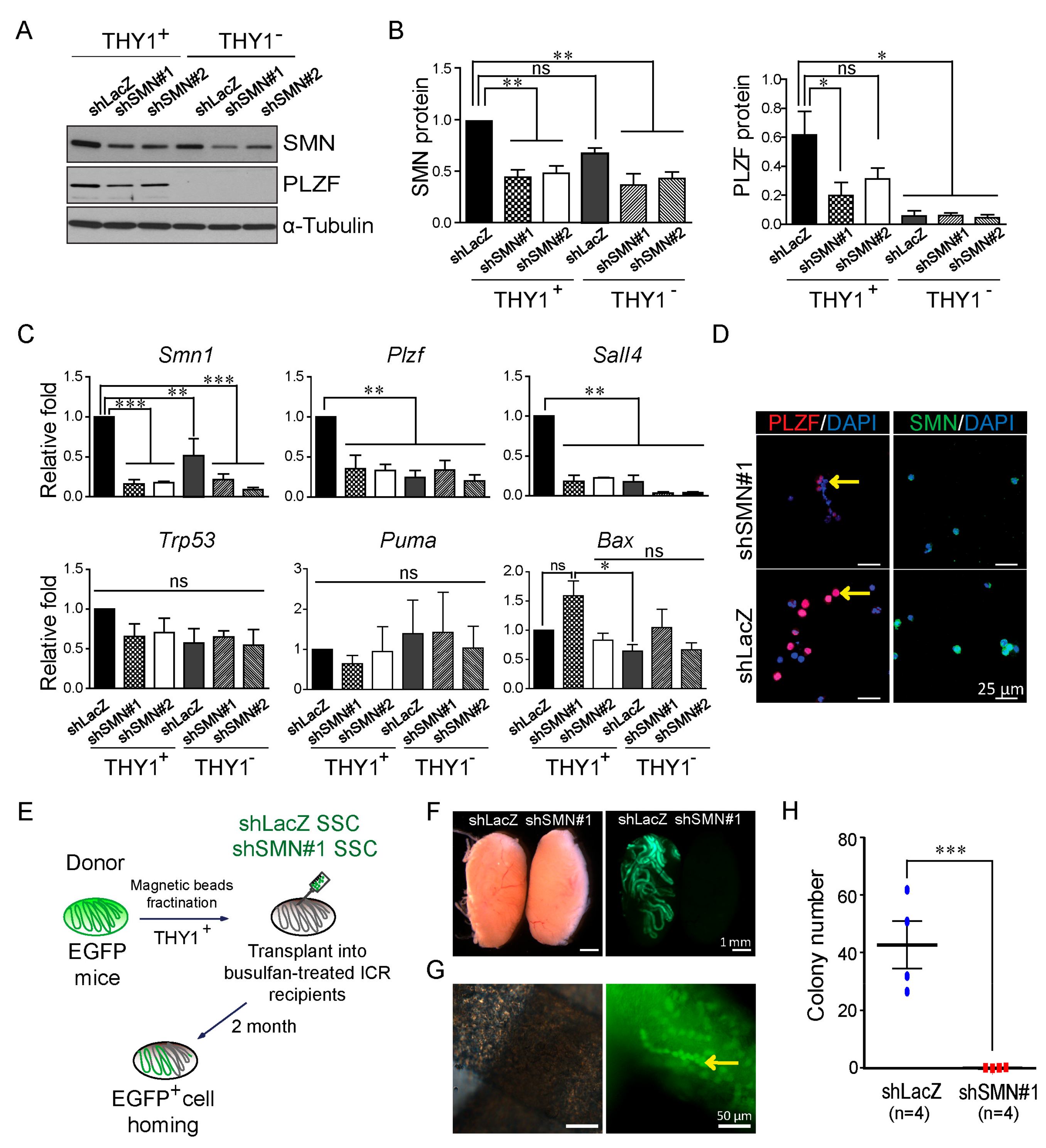Ijms 21 00794 g003 Ijms 21 00794 g003