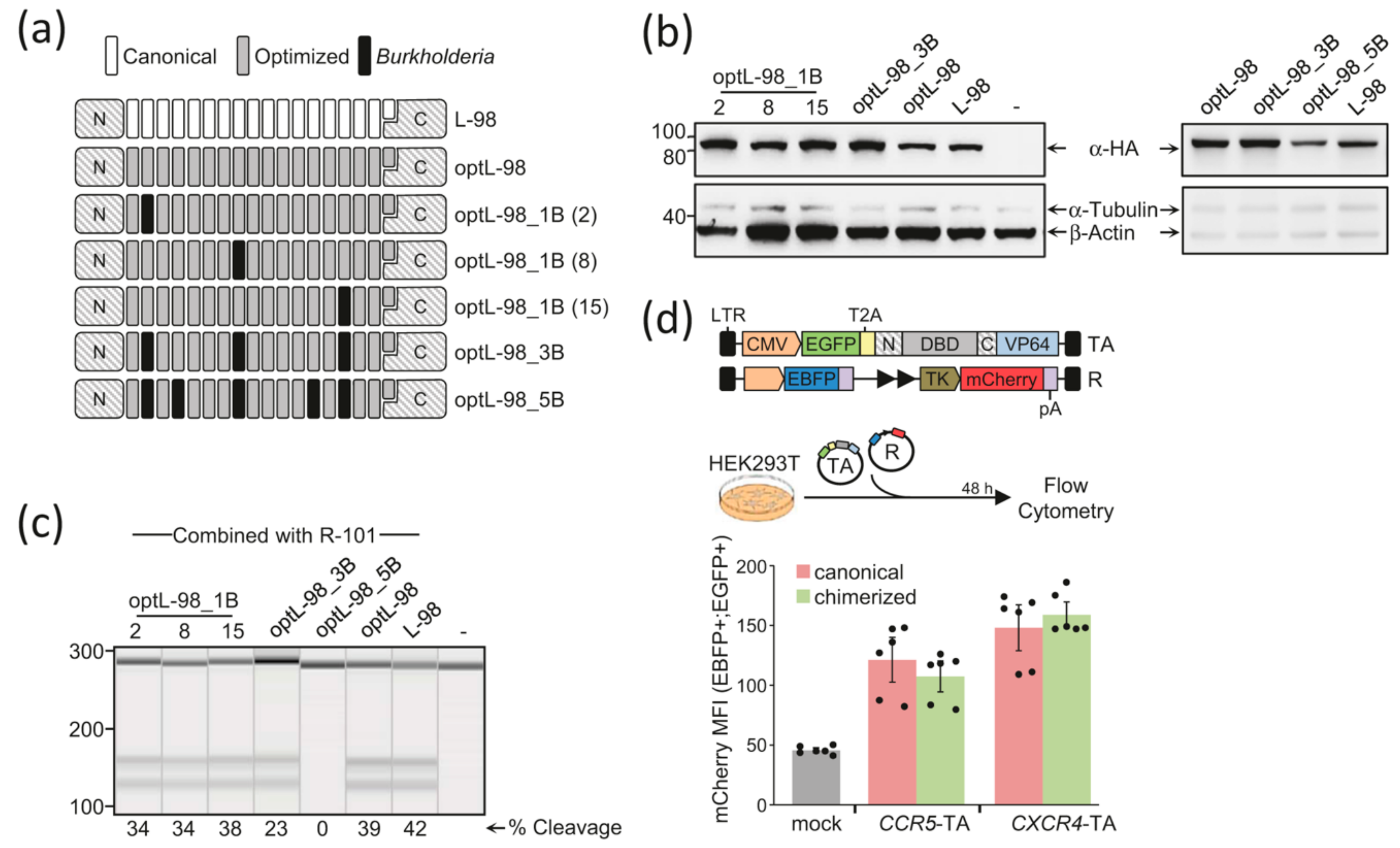 Ijms Free Full Text Chimerization Enables Gene Synthesis And Lentiviral Delivery Of Customizable Tale Based Effectors Html Ijms Free Full Text Chimerization Enables Gene Synthesis And Lentiviral Delivery Of Customizable Tale Based Effectors Html