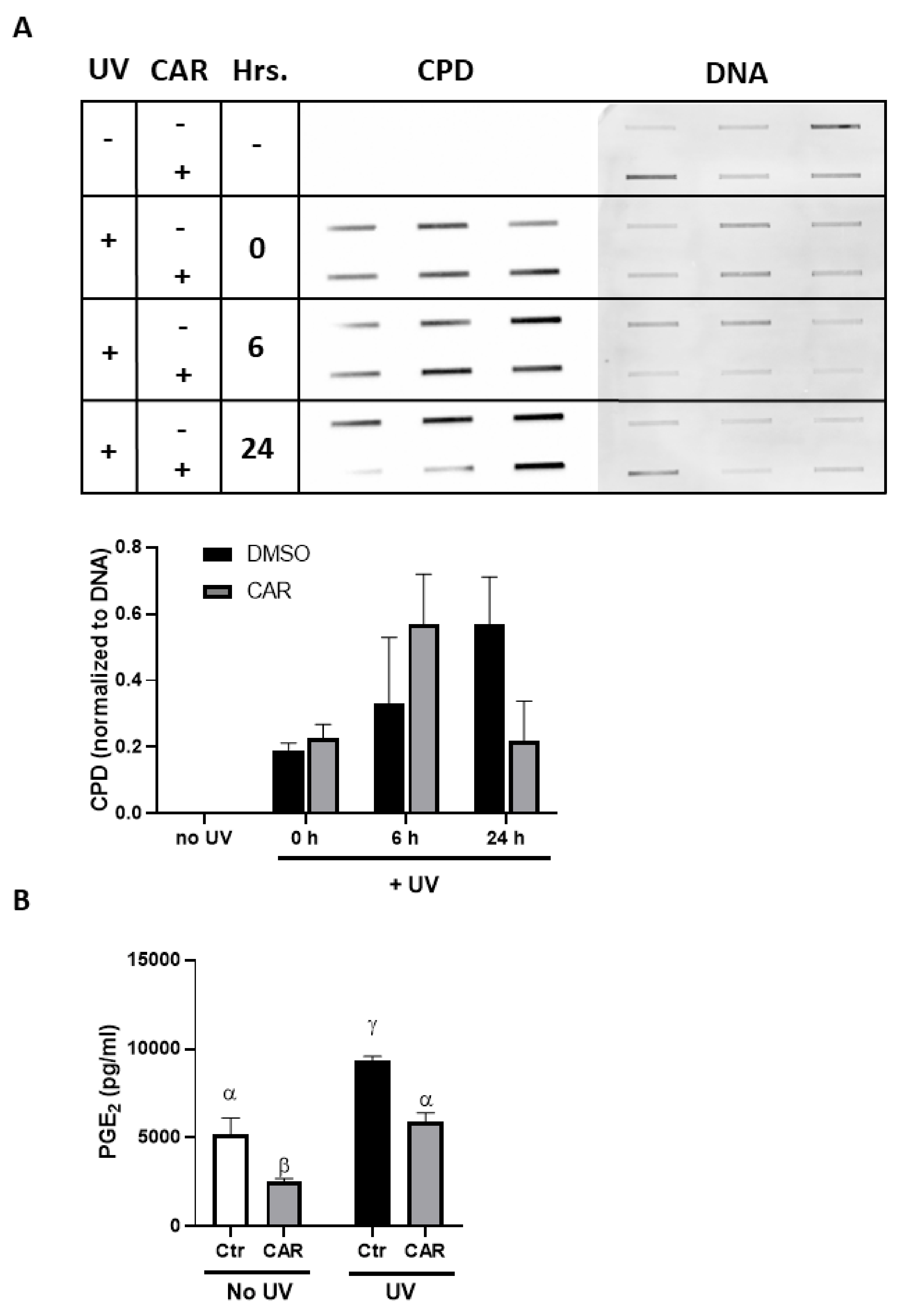 Ijms Free Full Text The B Blocker Carvedilol Prevented