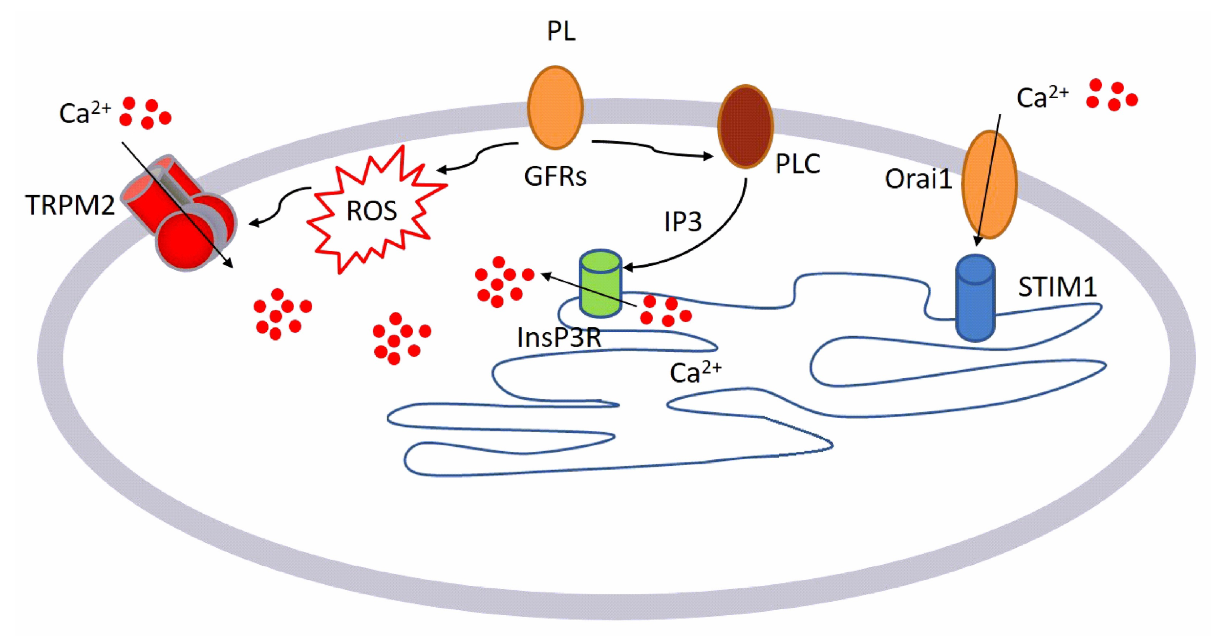 Ijms 21 00808 g009 Ijms 21 00808 g009