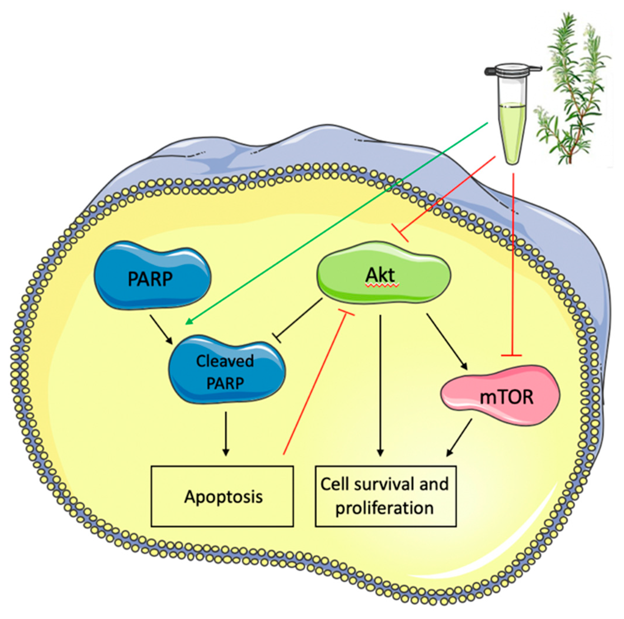 Ijms 21 00810 g008 Ijms 21 00810 g008