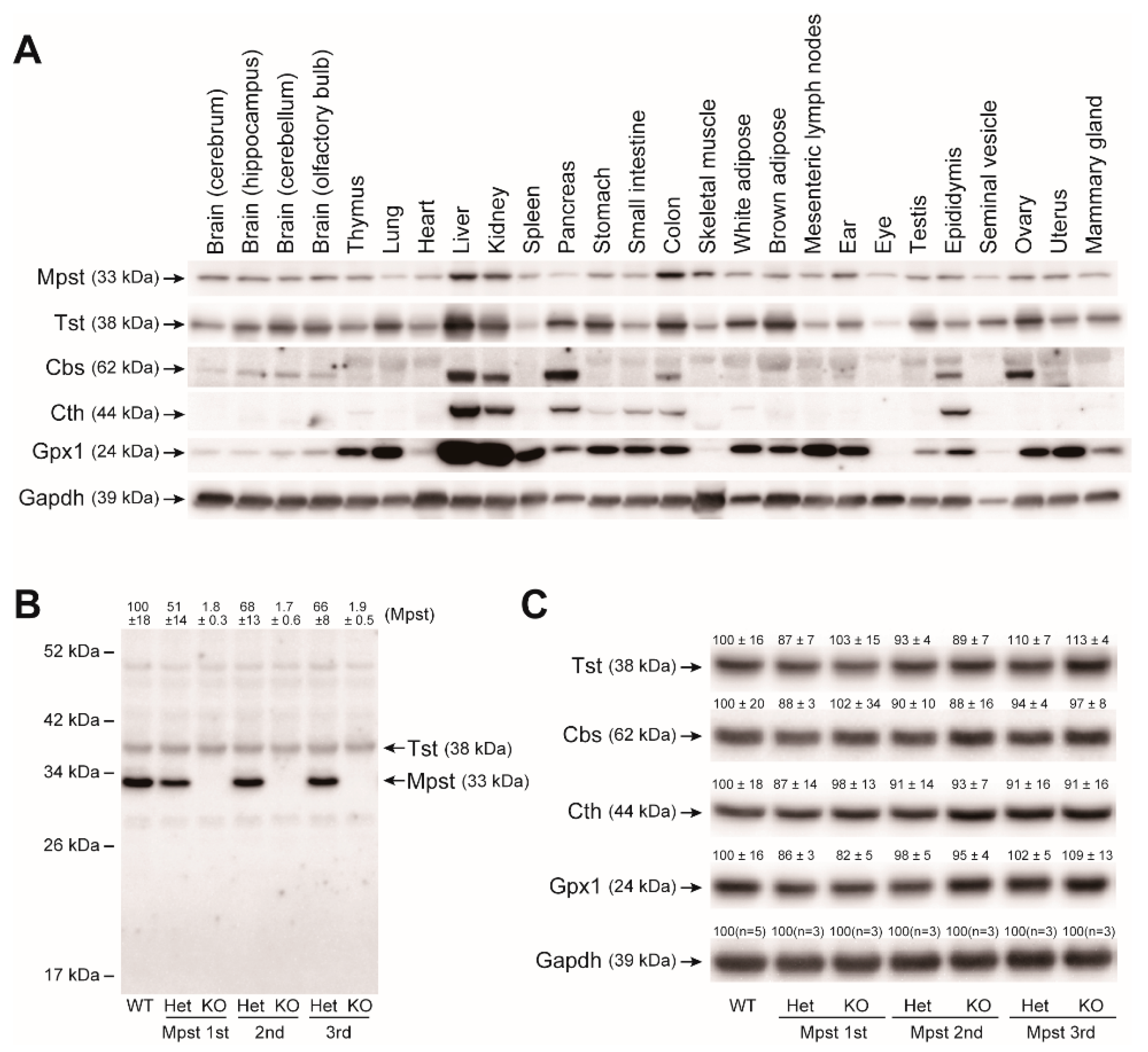 Ijms 21 00818 g002 Ijms 21 00818 g002