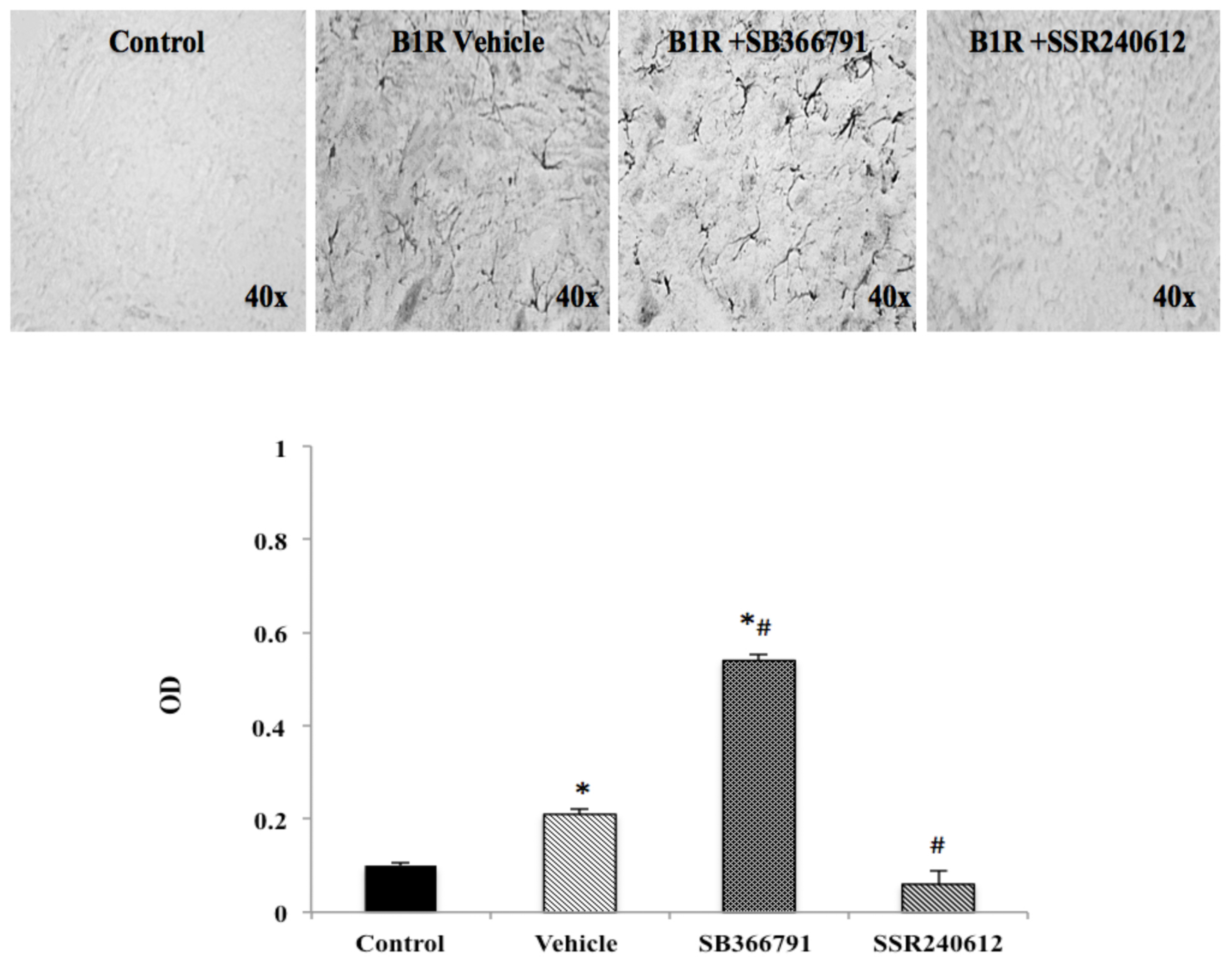 Ijms 21 00821 g004 Ijms 21 00821 g004