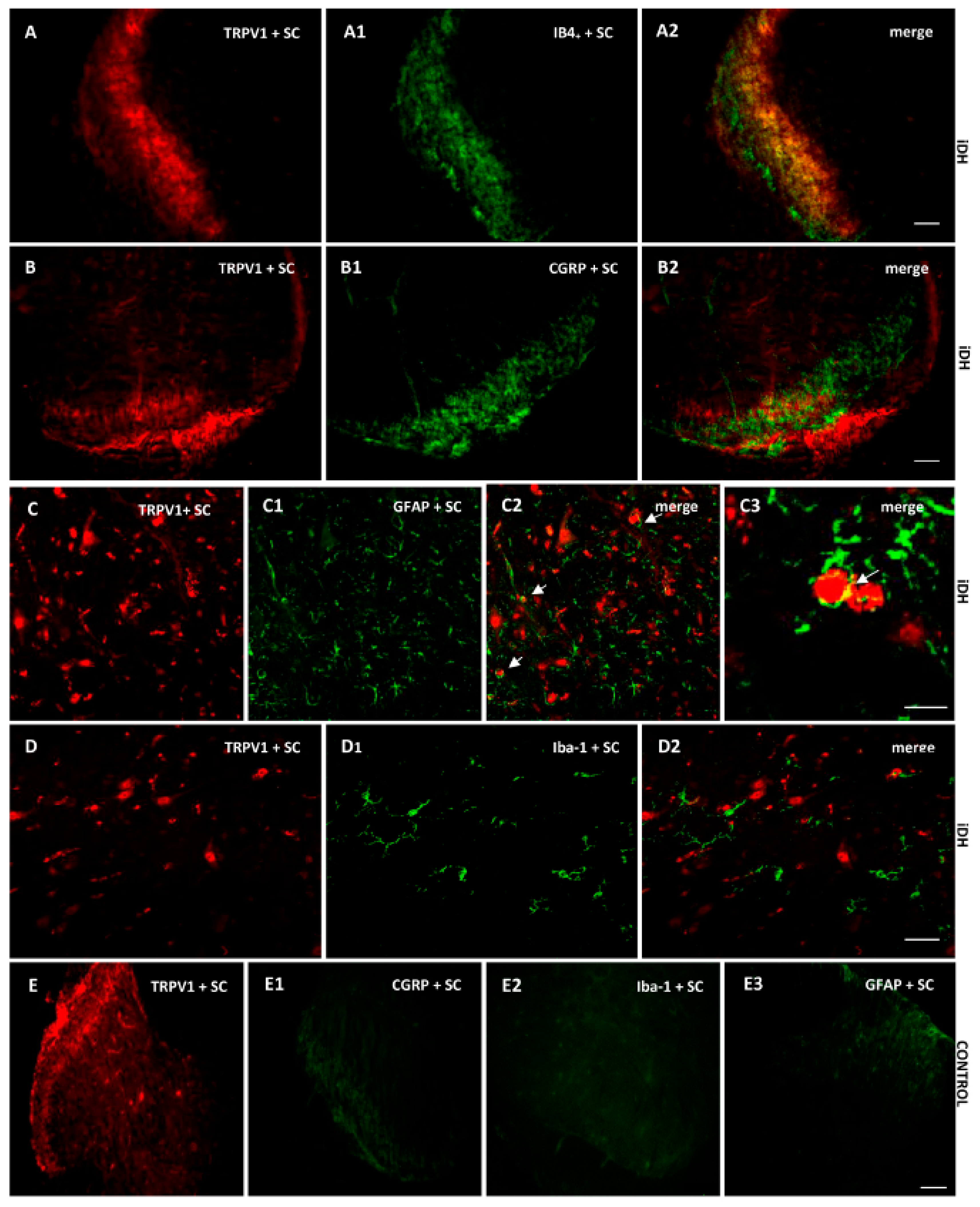 Ijms 21 00821 g006 Ijms 21 00821 g006