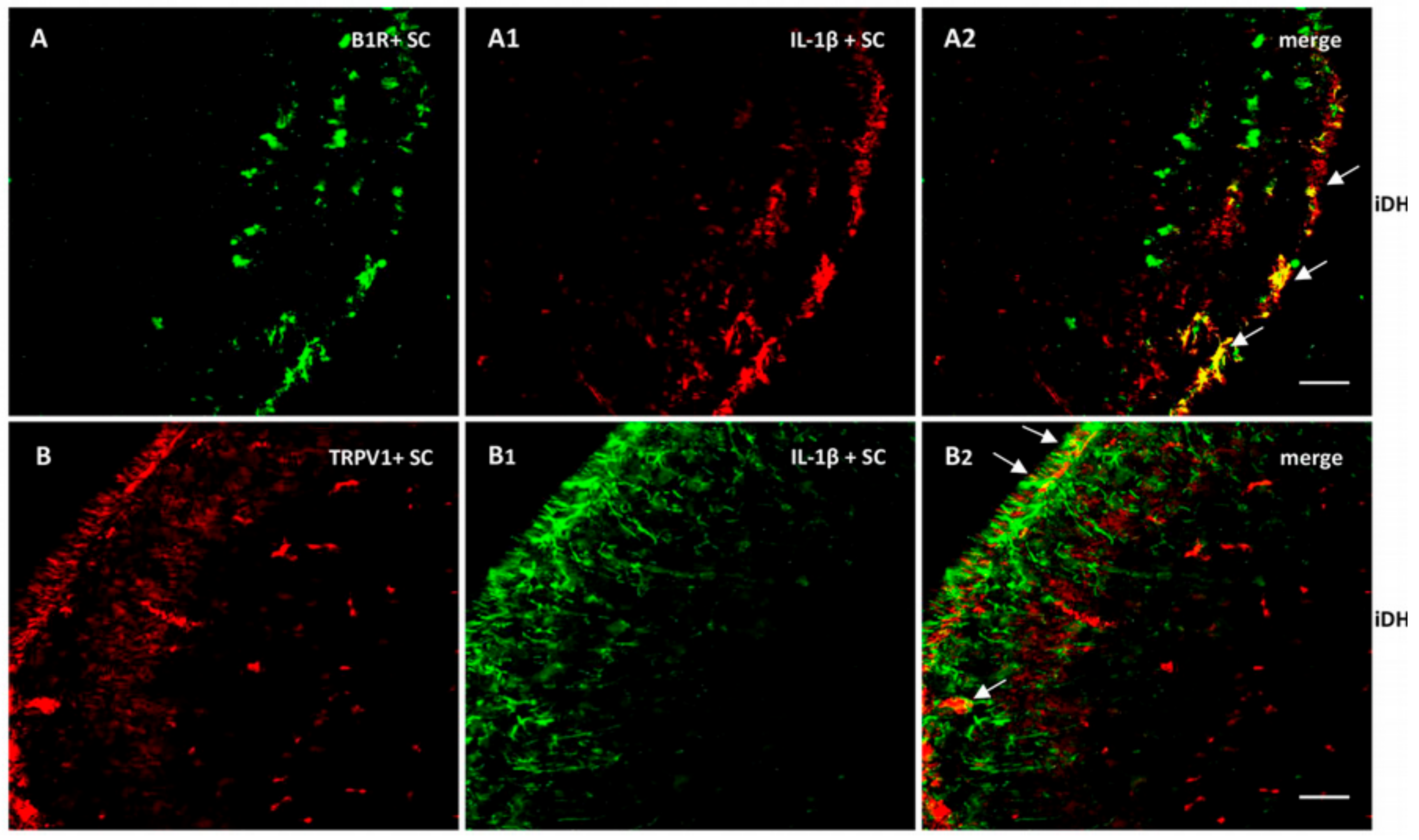 Ijms 21 00821 g009 Ijms 21 00821 g009