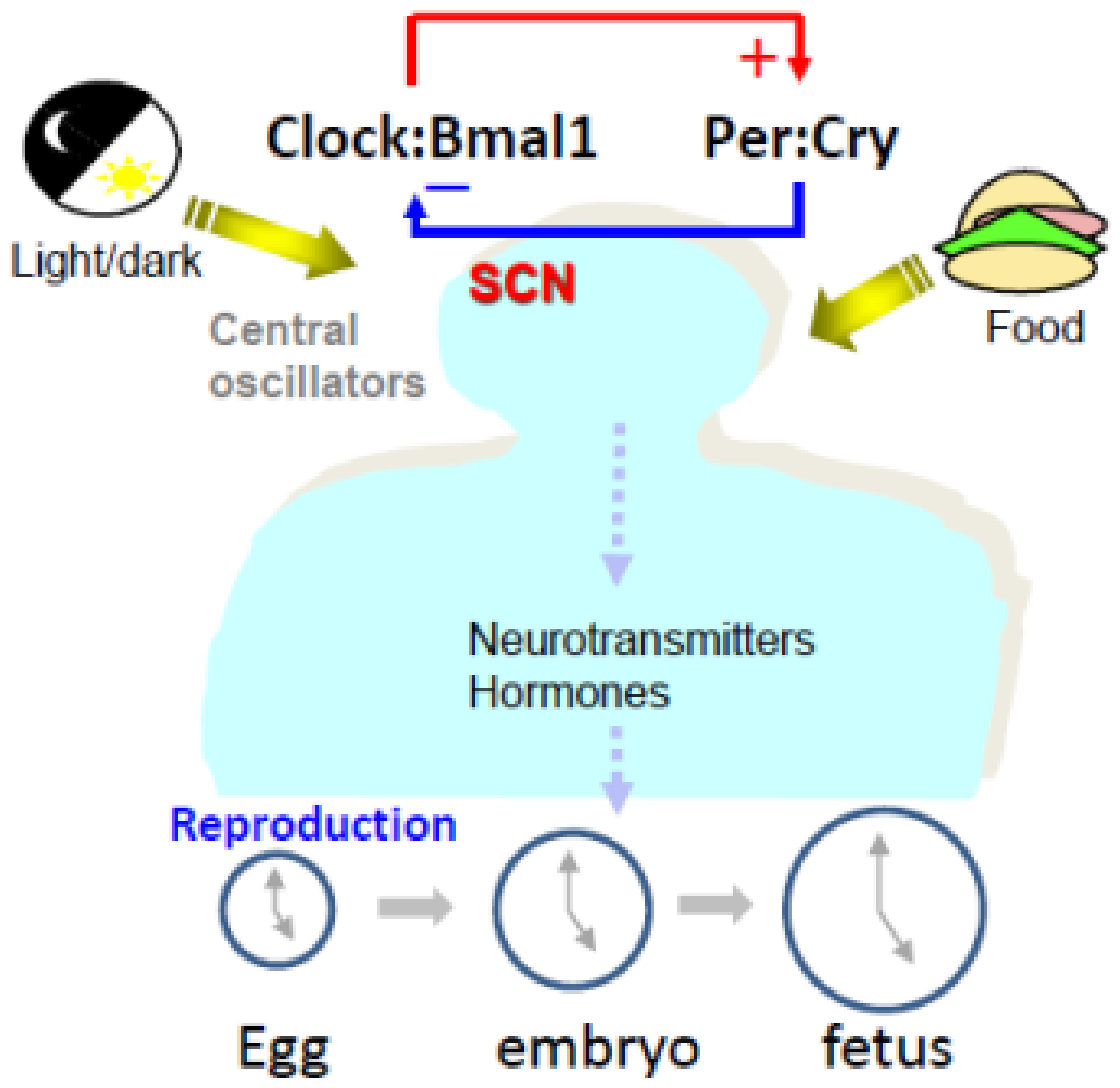 IJMS  Free Full-Text  Circadian Clock, Time-Restricted Feeding and 