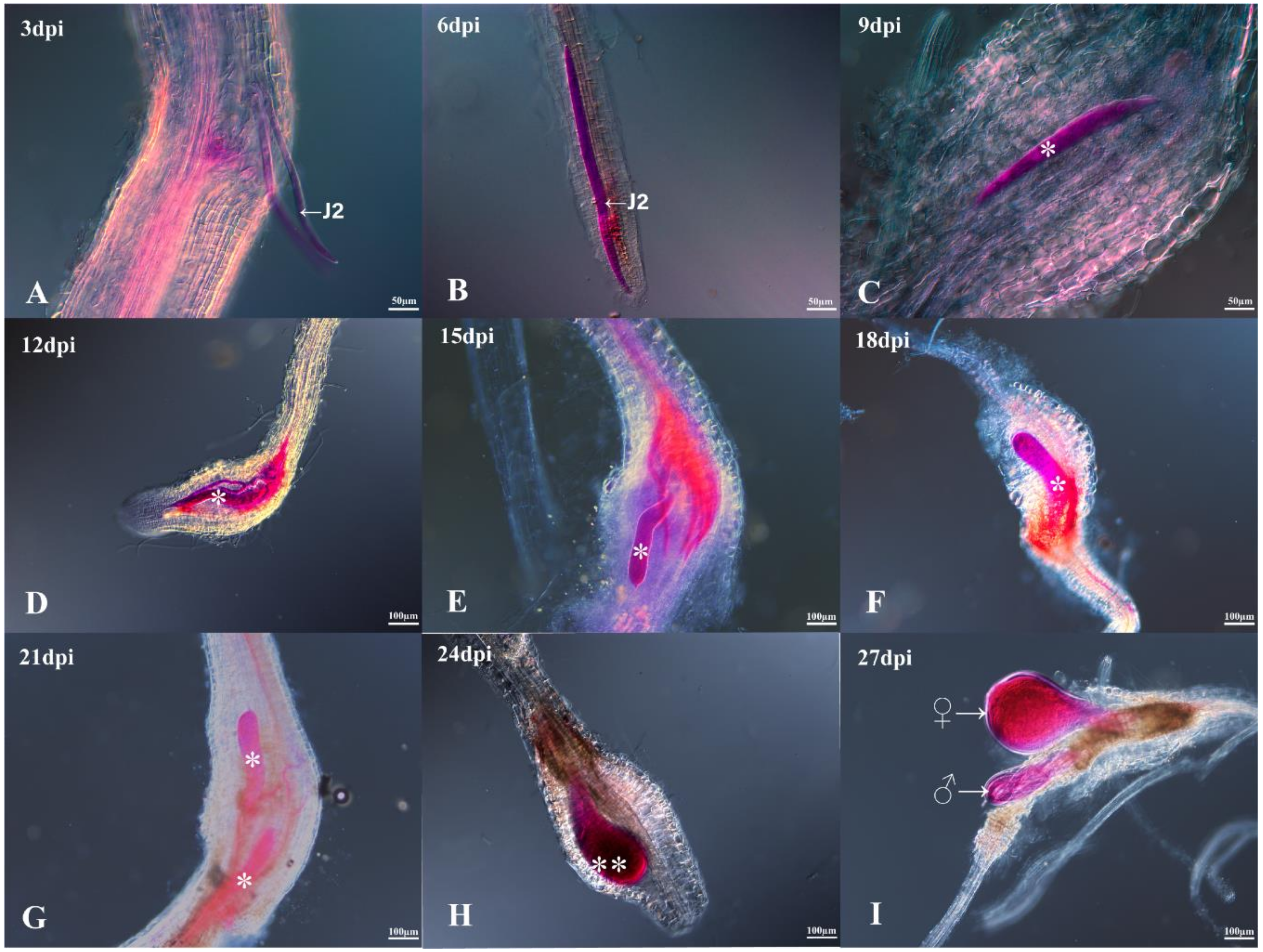 Ijms Free Full Text Transcriptome Analysis Of Rice Roots In Response To Root Knot Nematode Infection Html