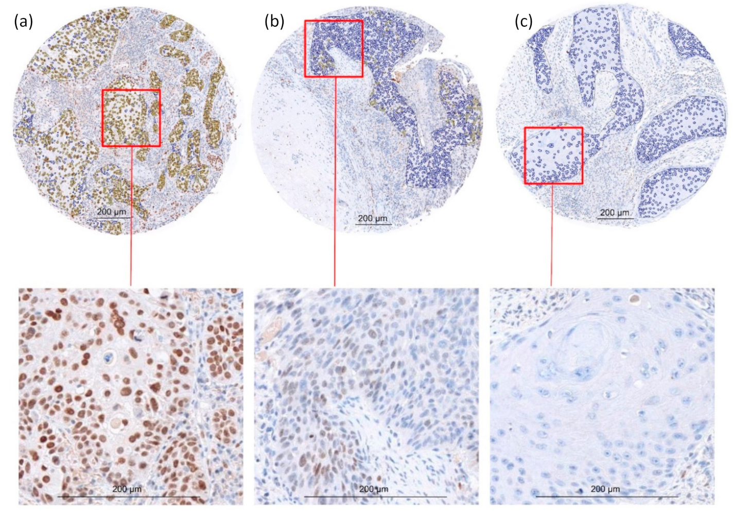 Ijms 21 00854 g001 Ijms 21 00854 g001