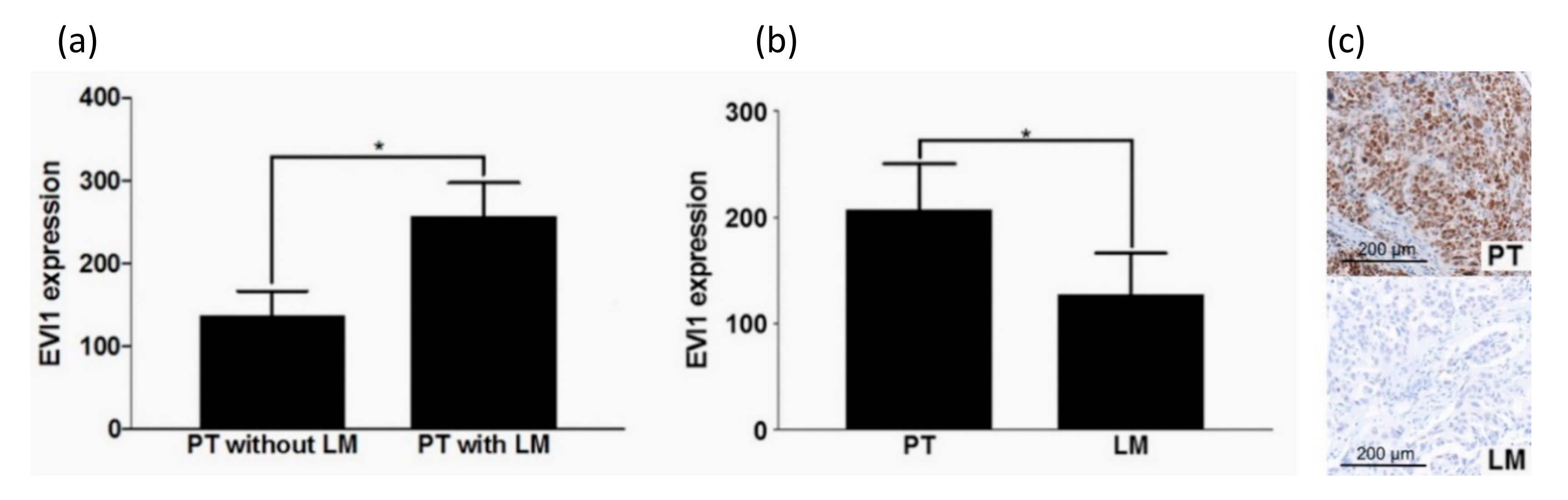 Ijms 21 00854 g004 Ijms 21 00854 g004