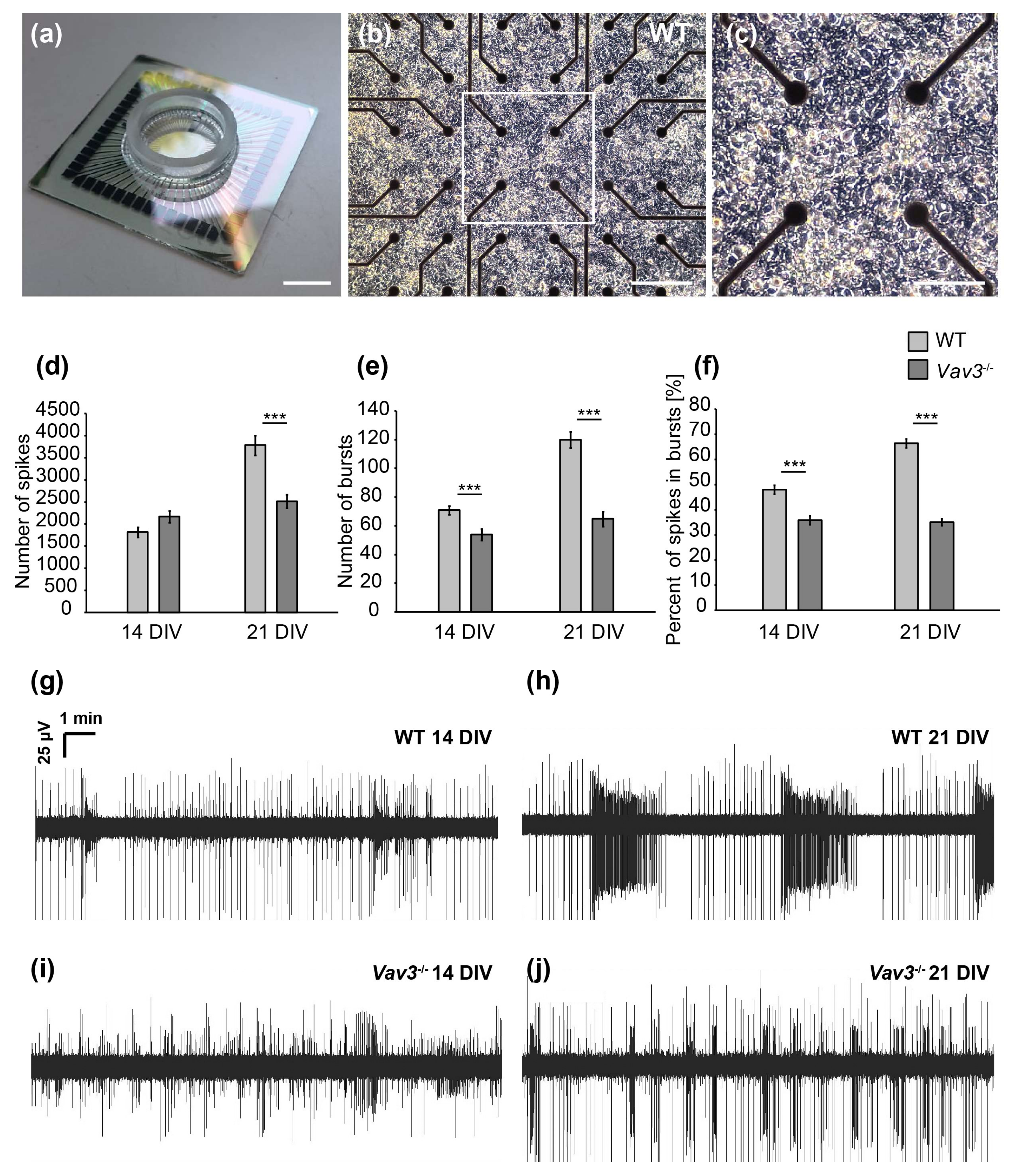 Ijms 21 00856 g005 Ijms 21 00856 g005